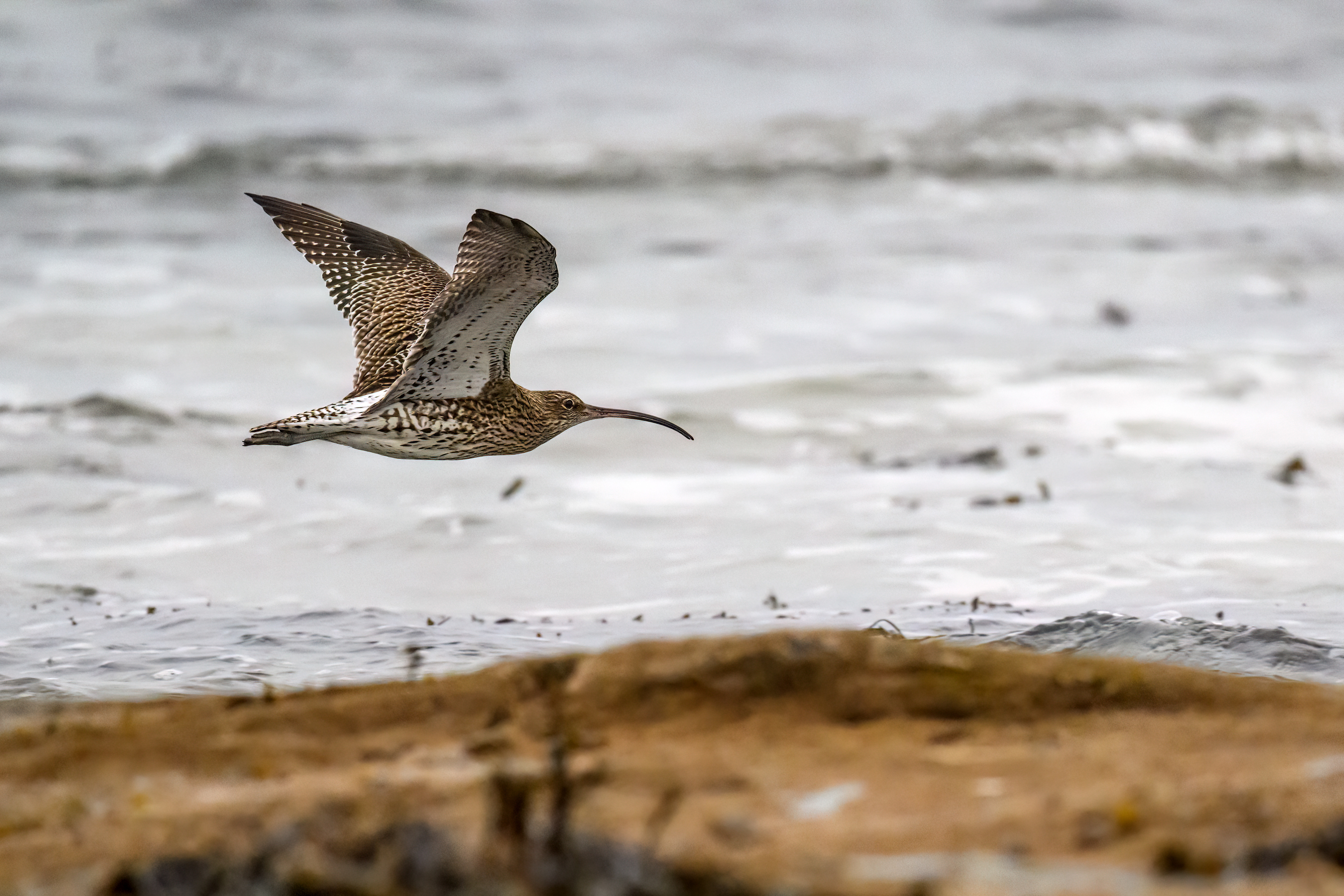 Curlew