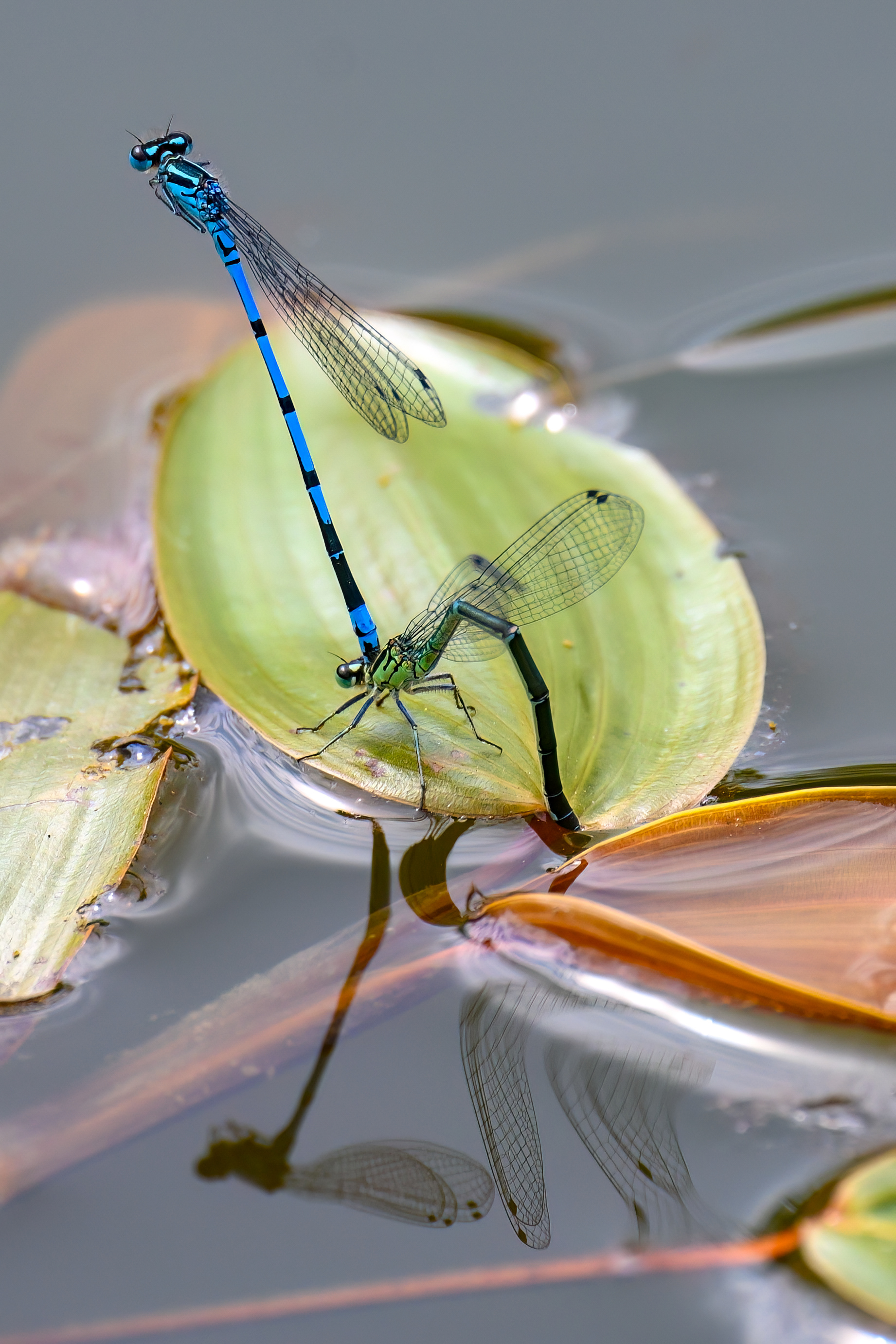 Azur Damselfly
