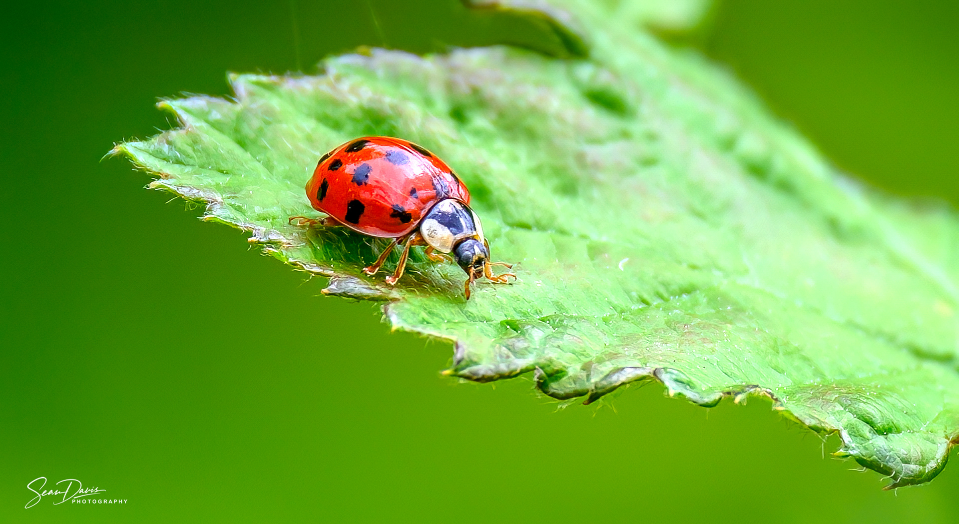 Lady Beetle