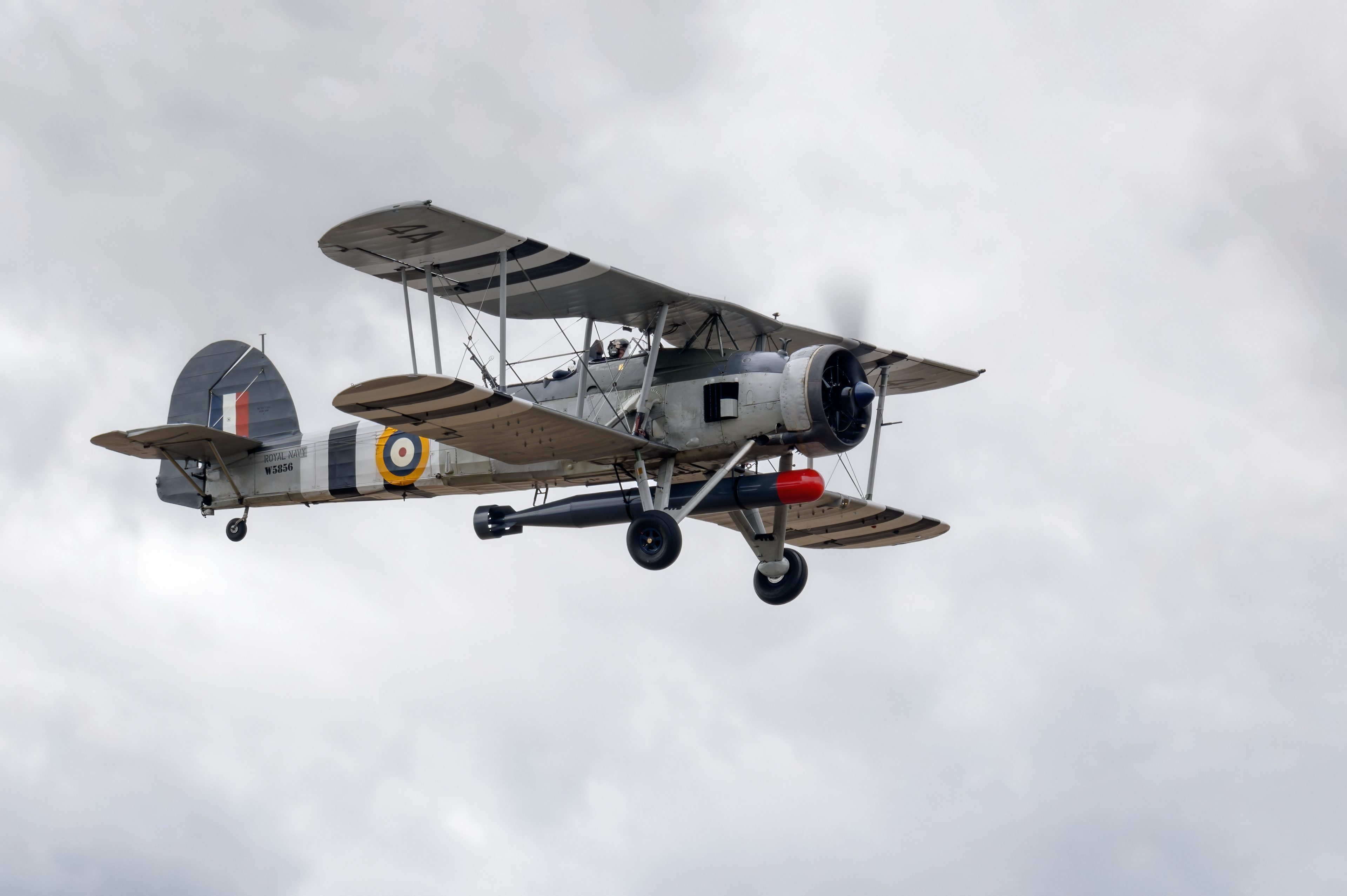 Swordfish