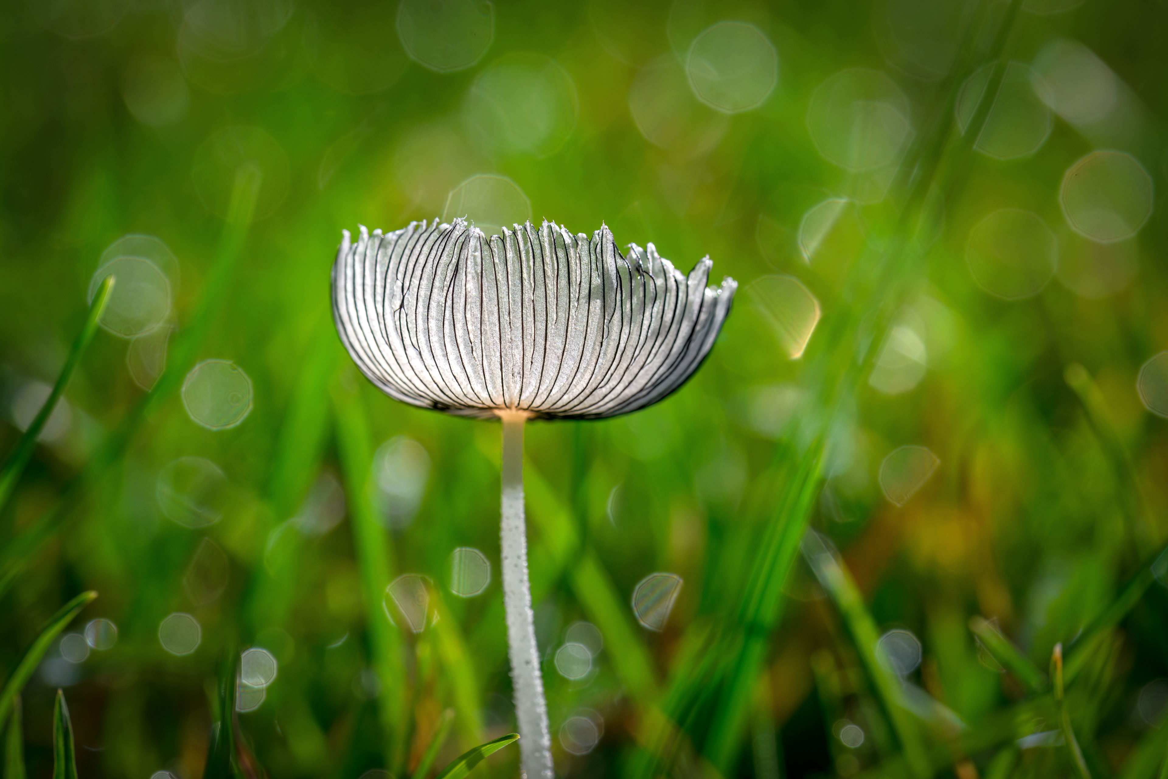Pleated Inkcap