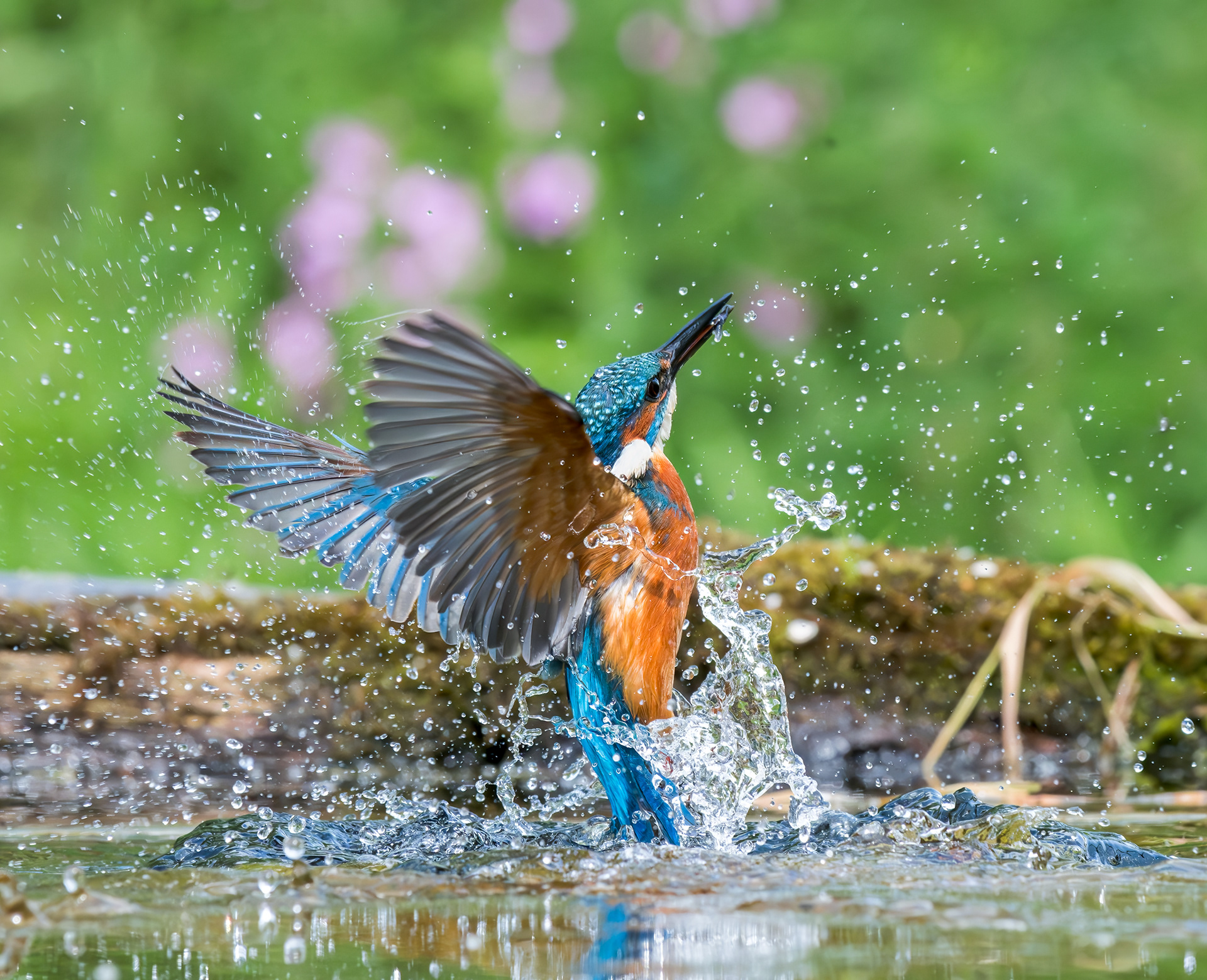 Common Kingfisher