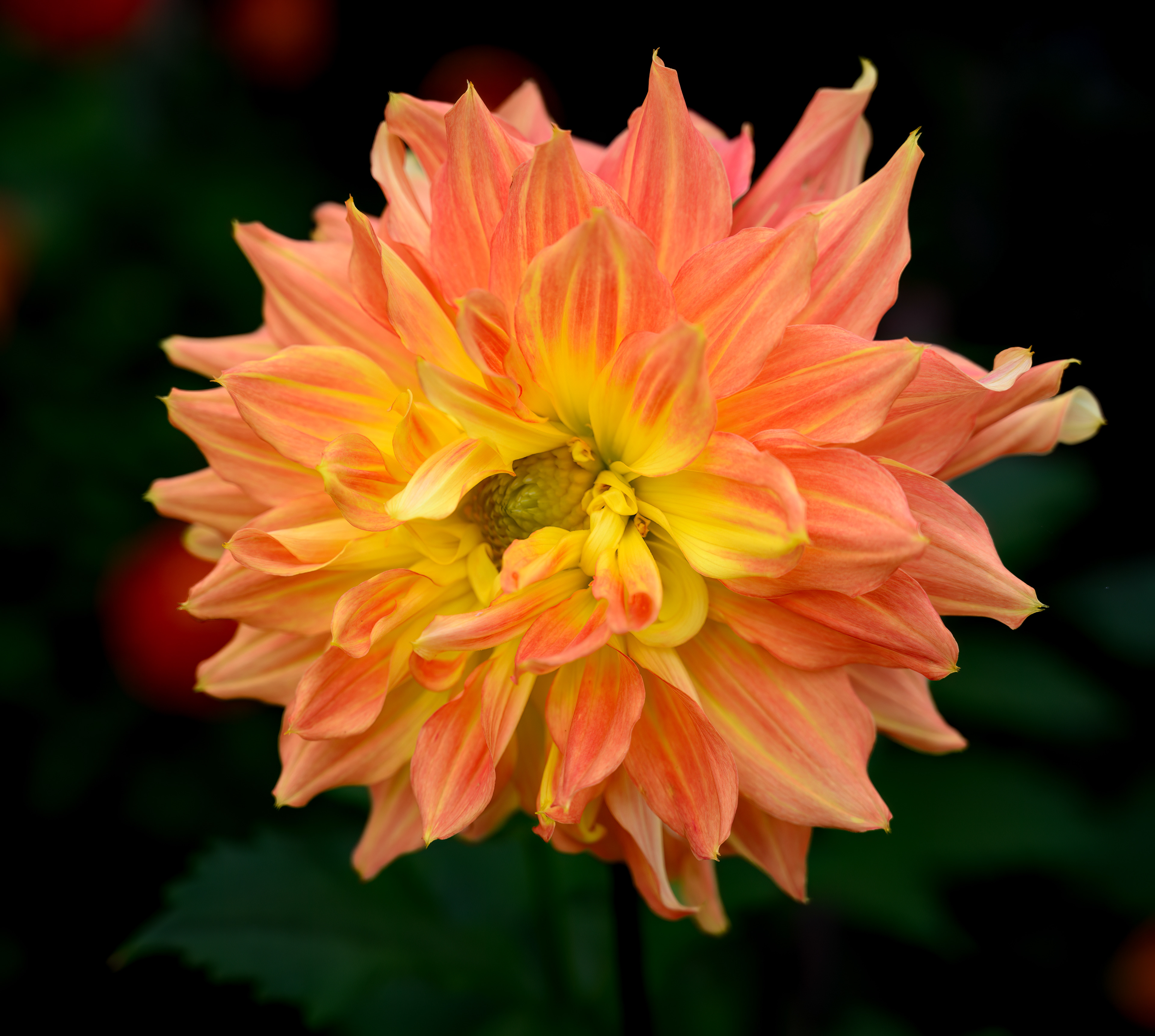Dahlia