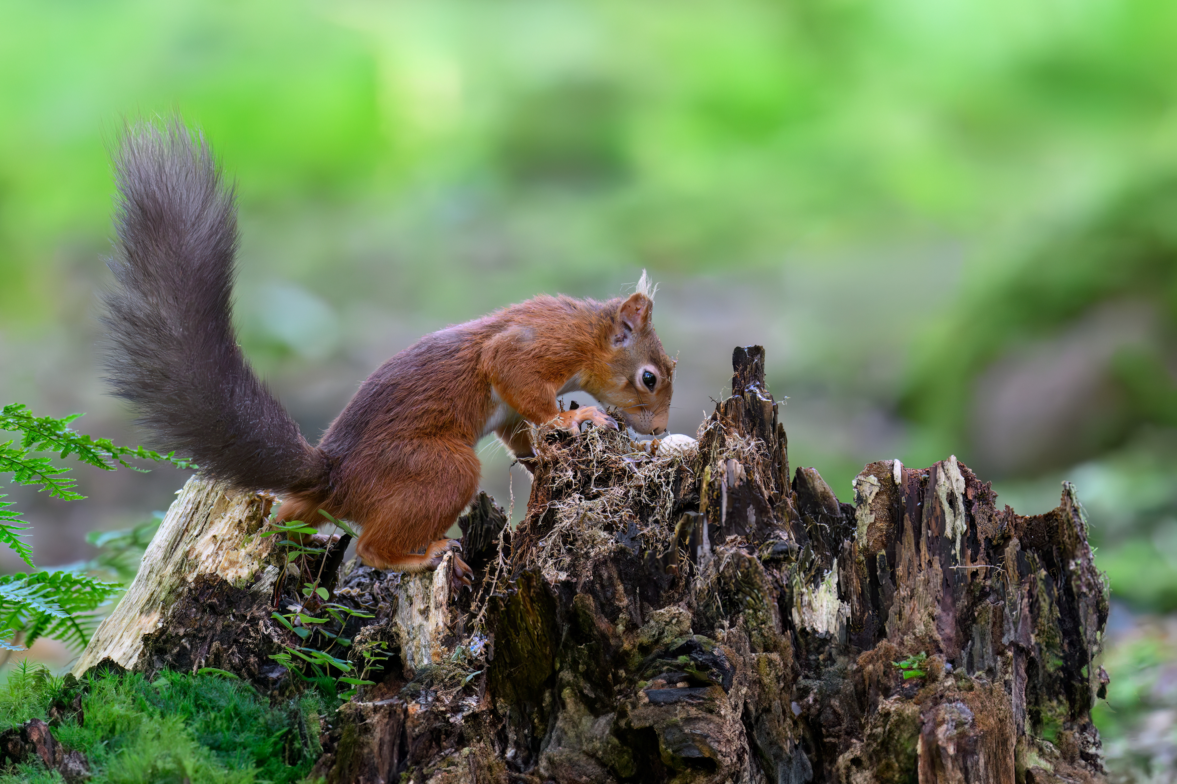Red Squirrel