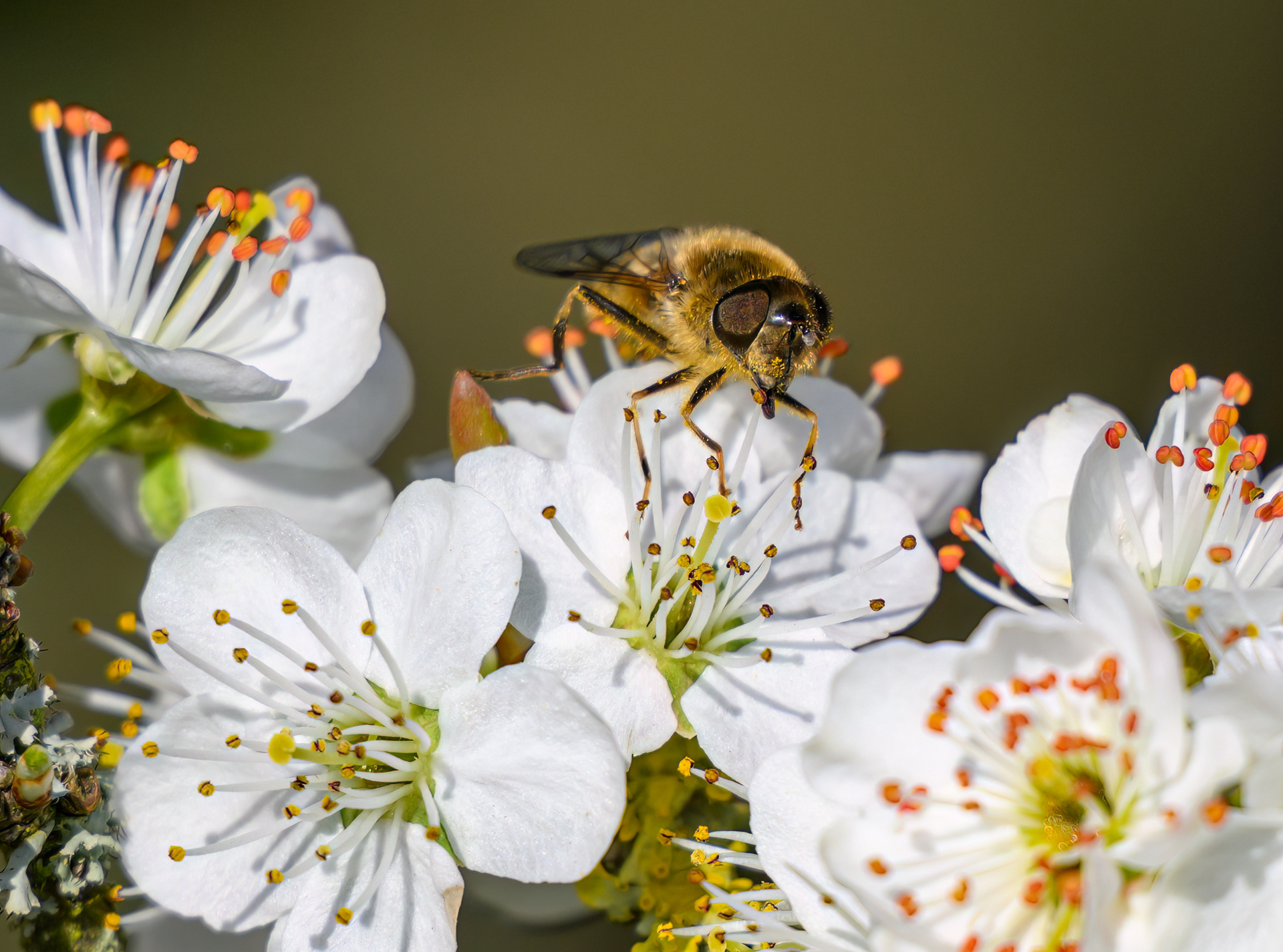 Drone Fly