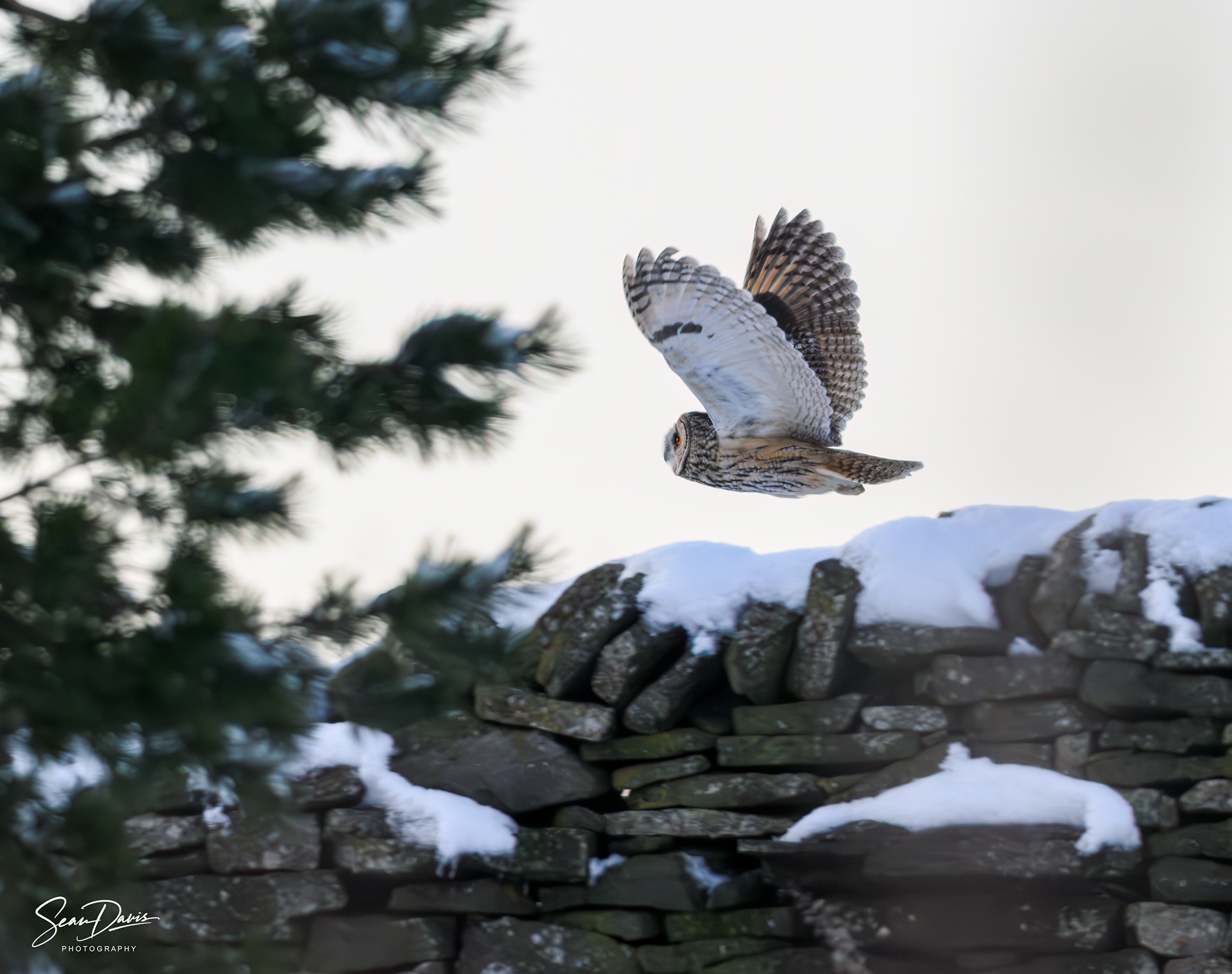 Barn Owl in the snow