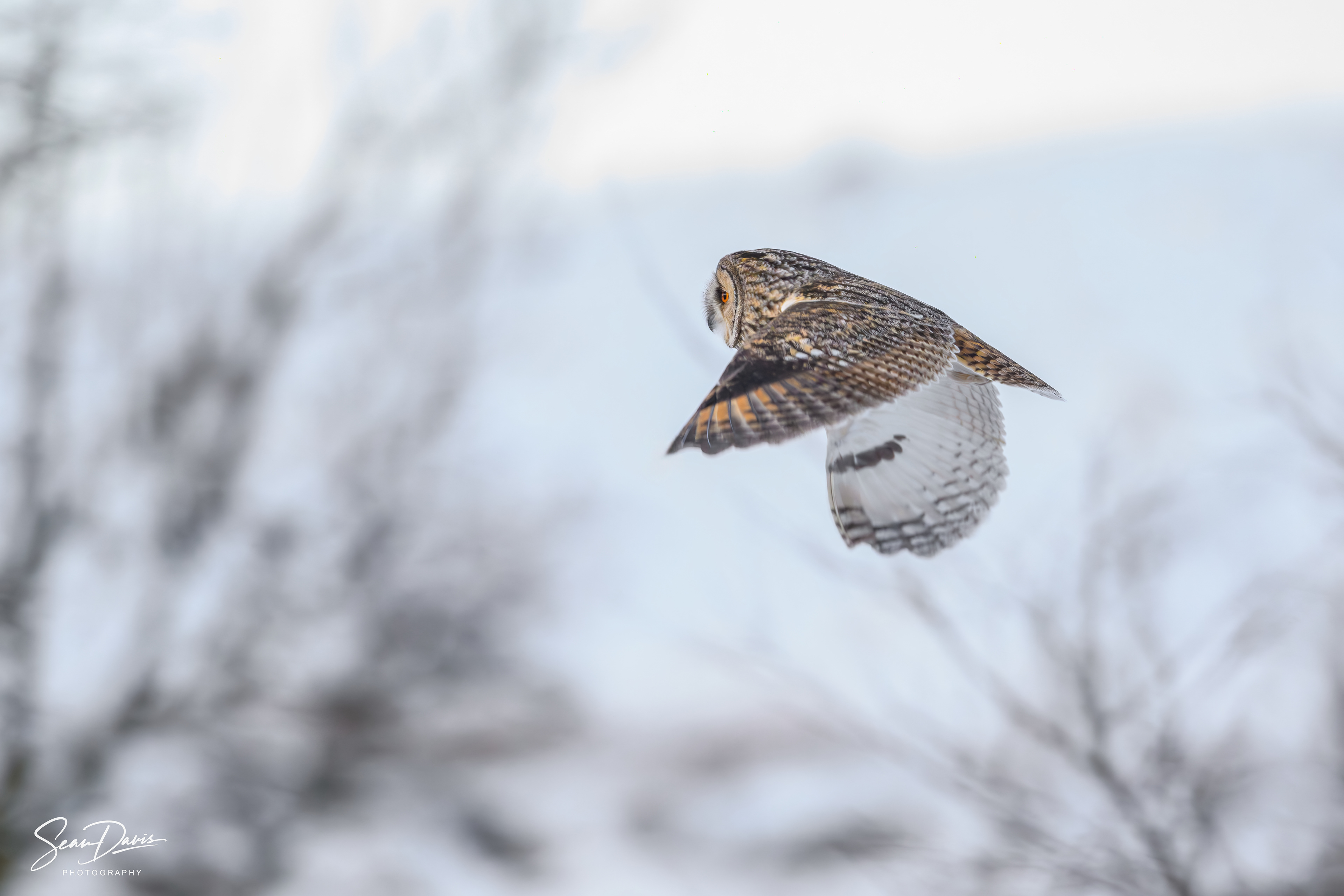 Barn Owl in the snow