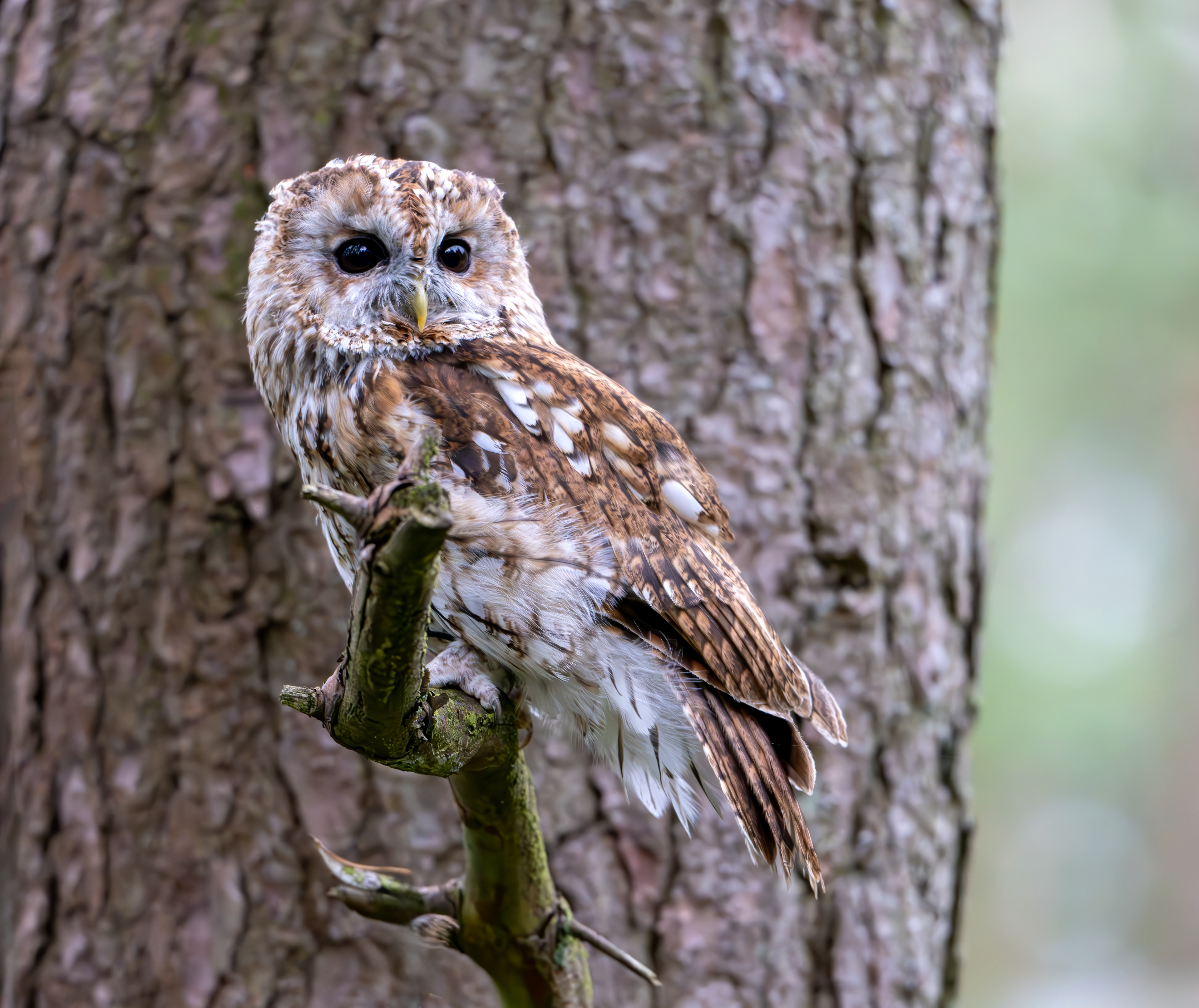Tawny Owl