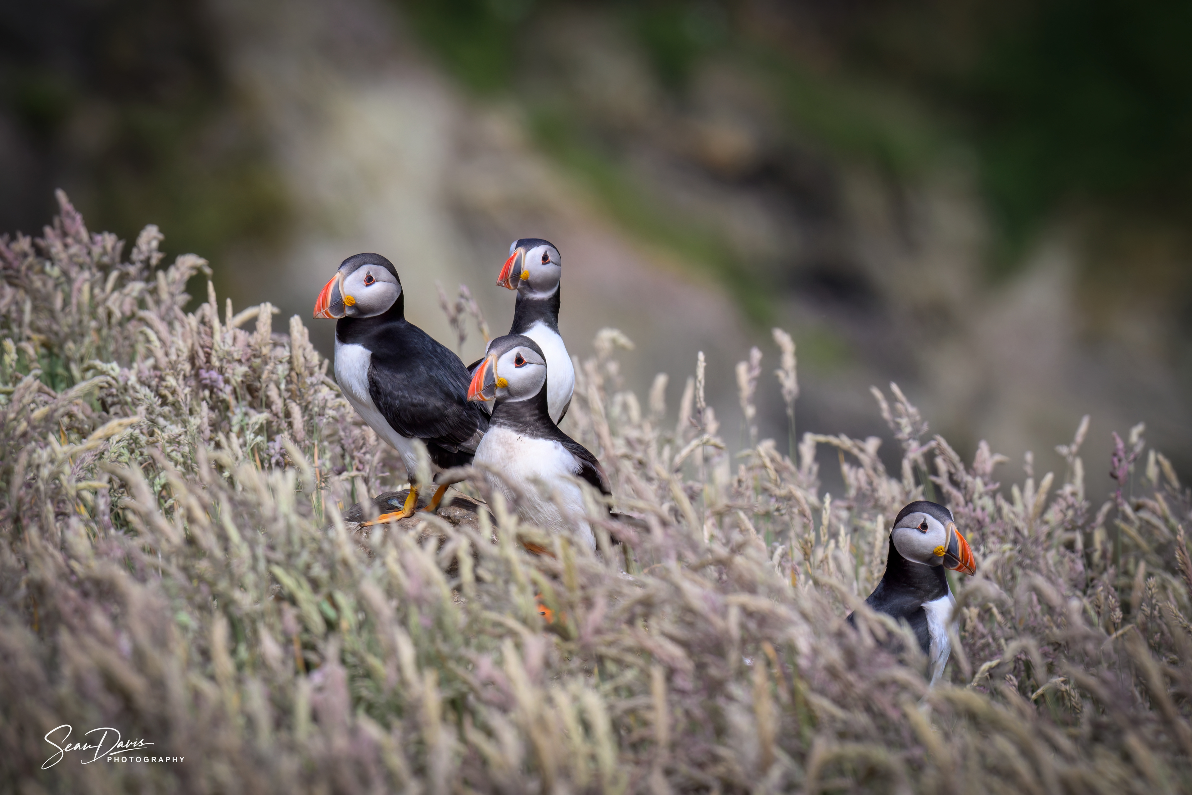 Puffins