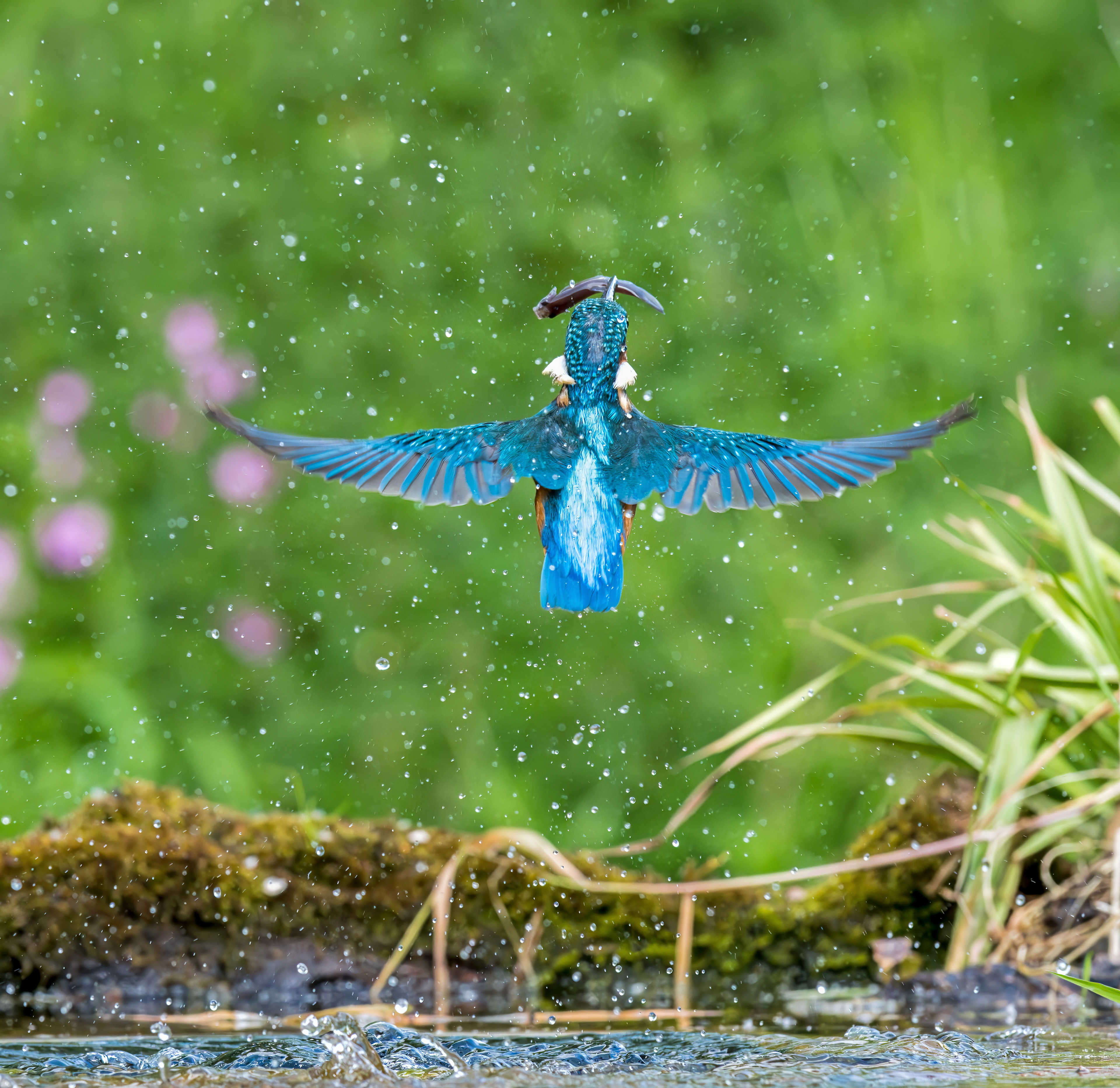 Common Kingfisher