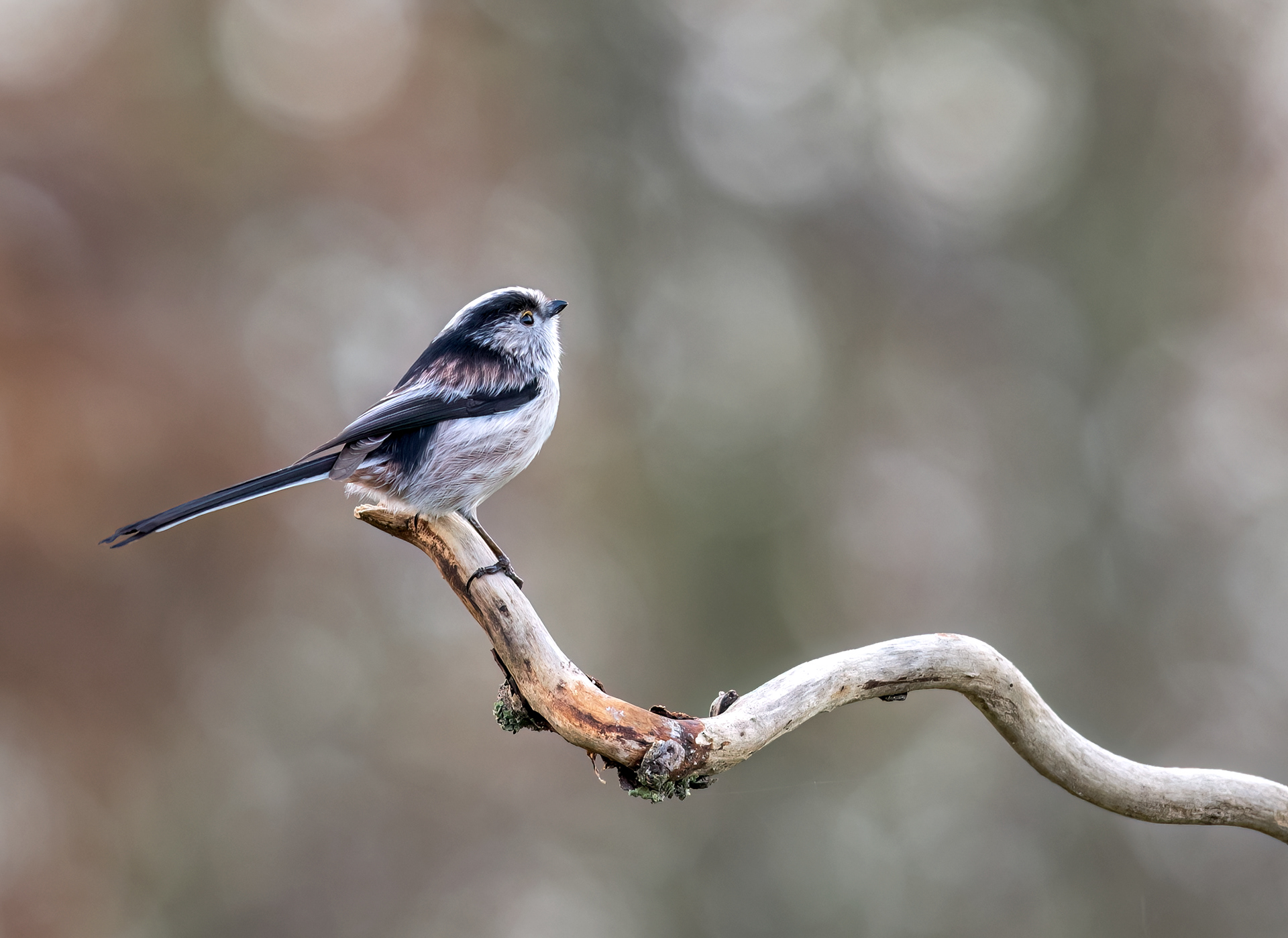Long Tailed Tit