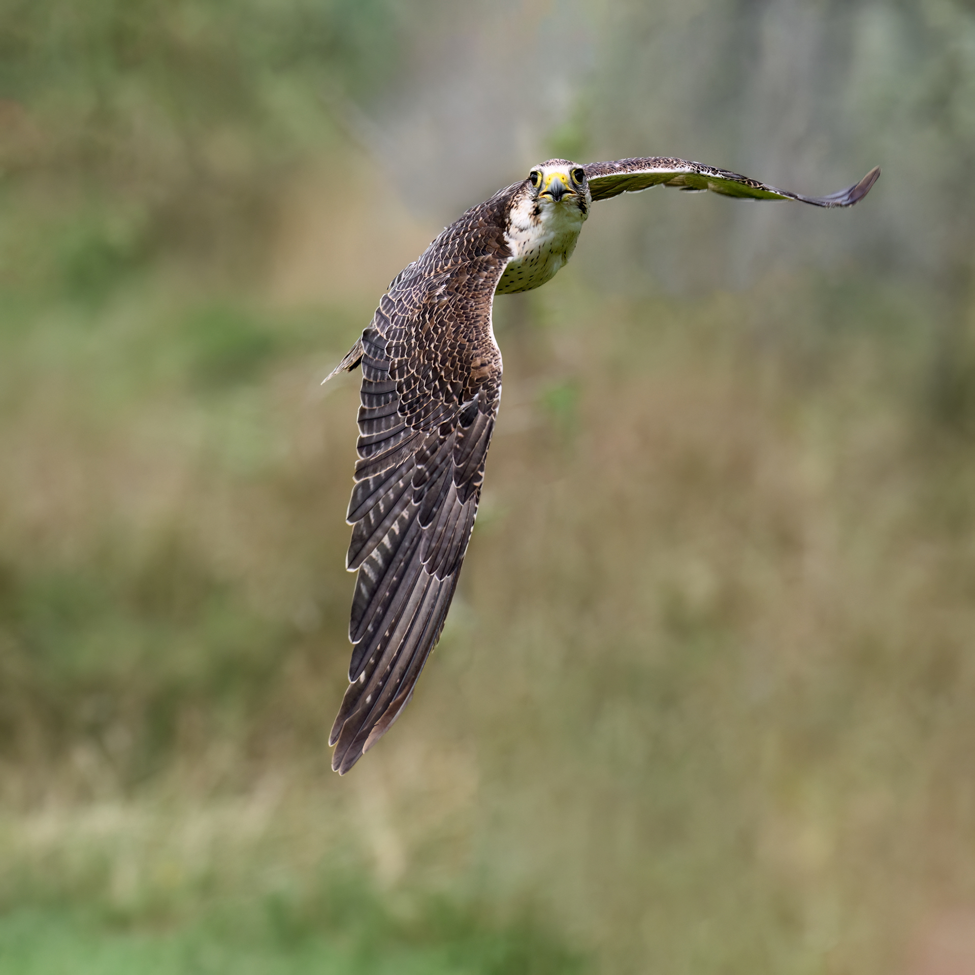 Lanner Falcon
