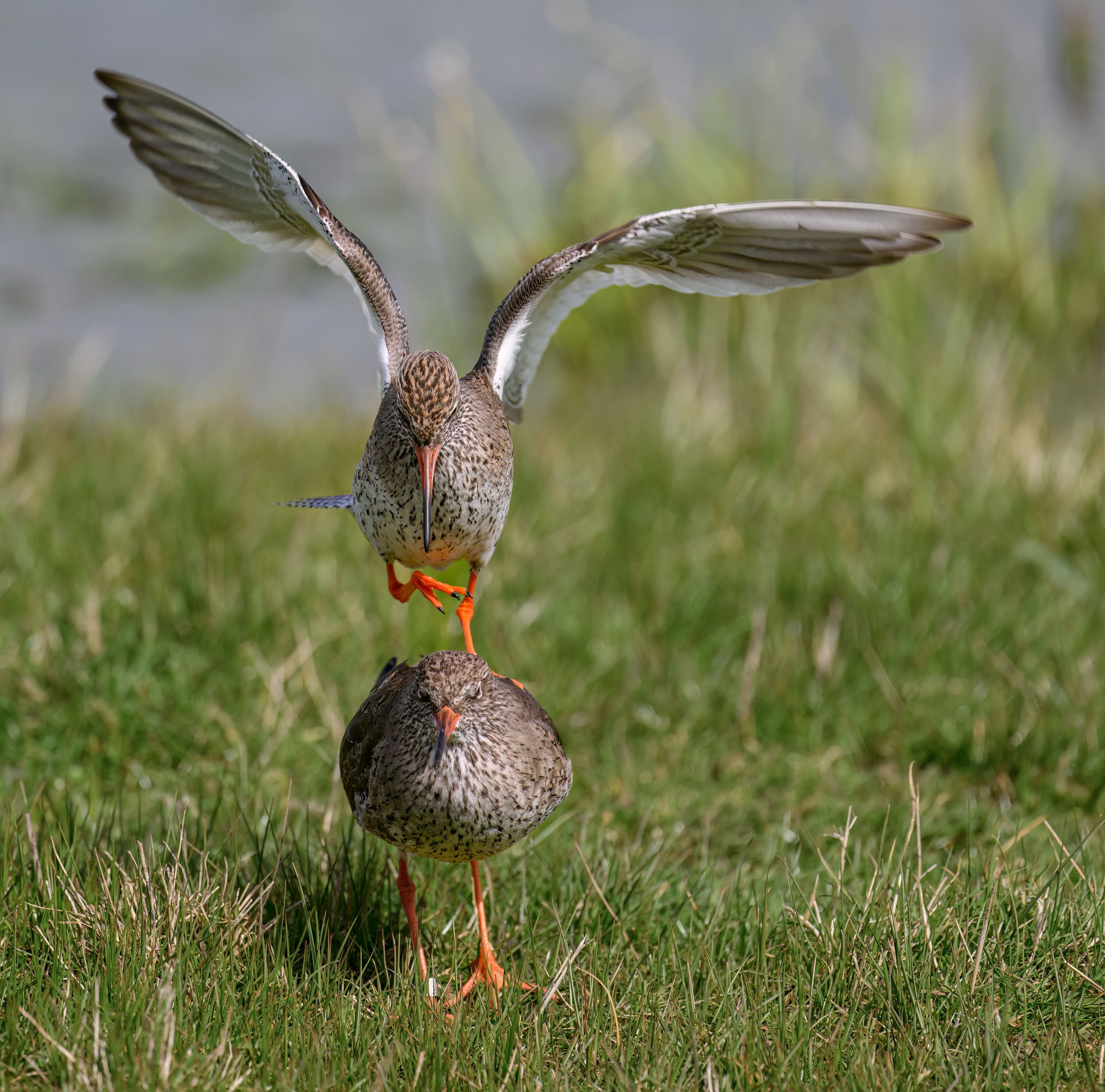 Red Shank