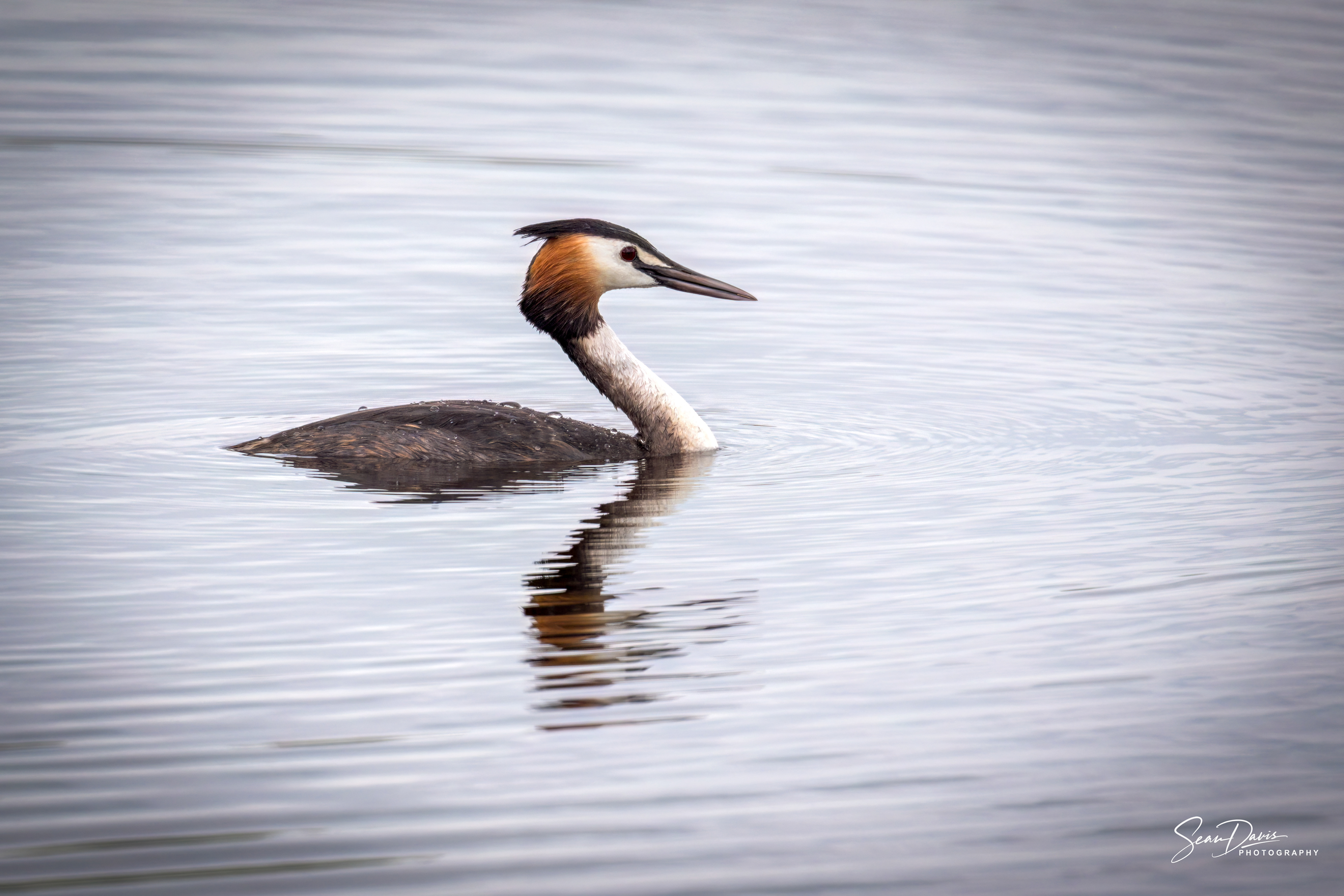 Great crested Grebe