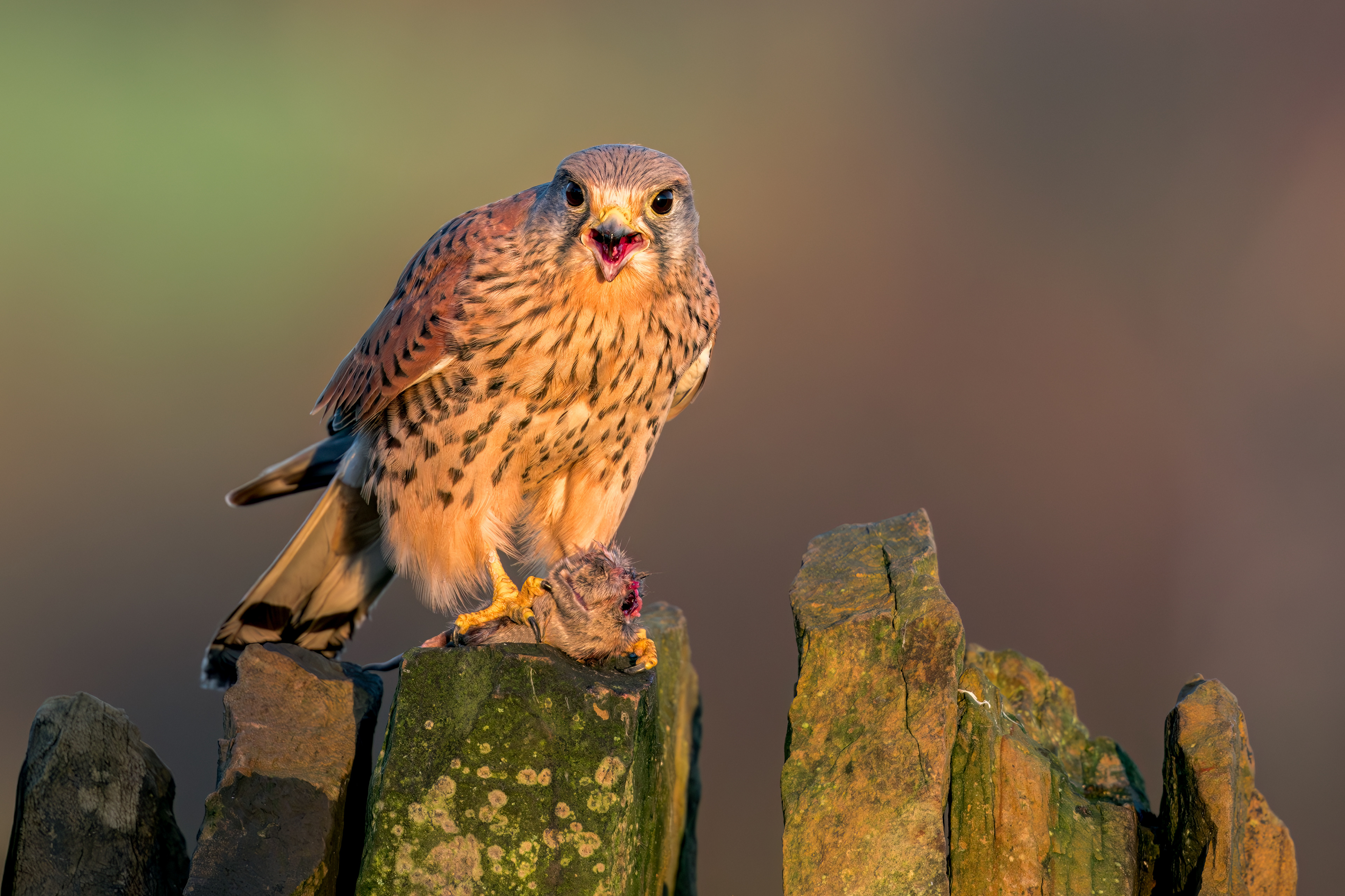 Male
