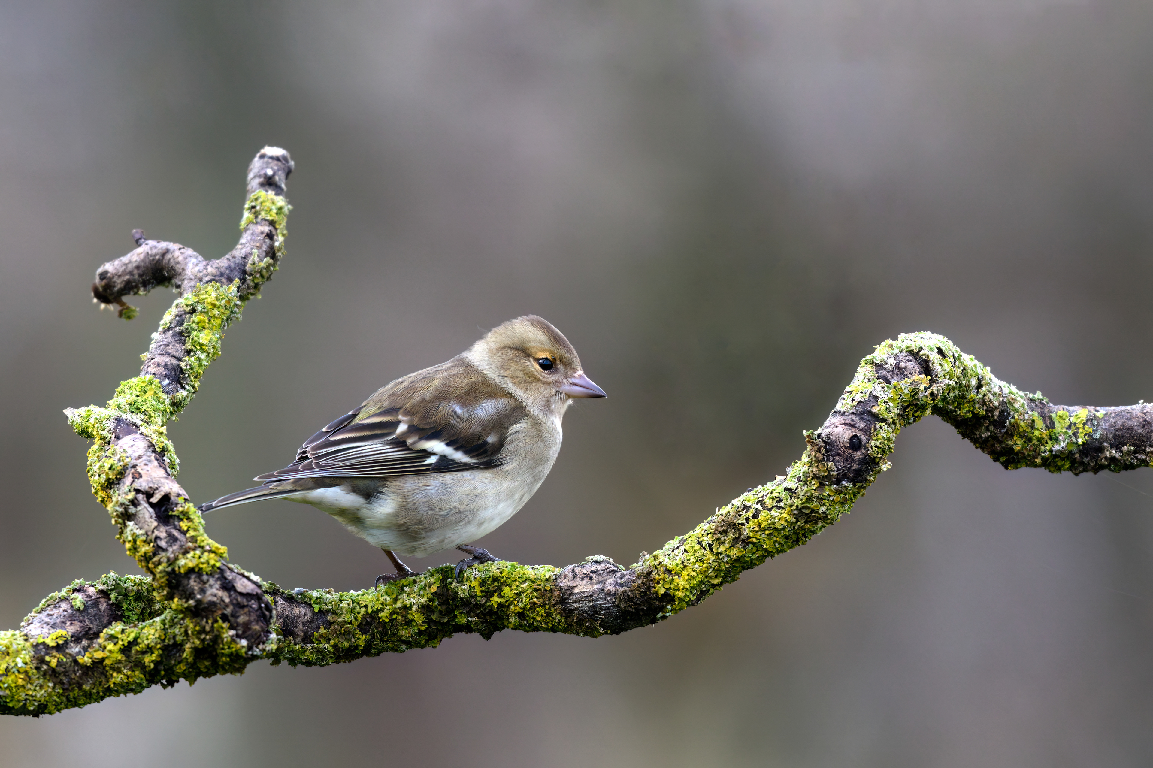 Female Chaffinch