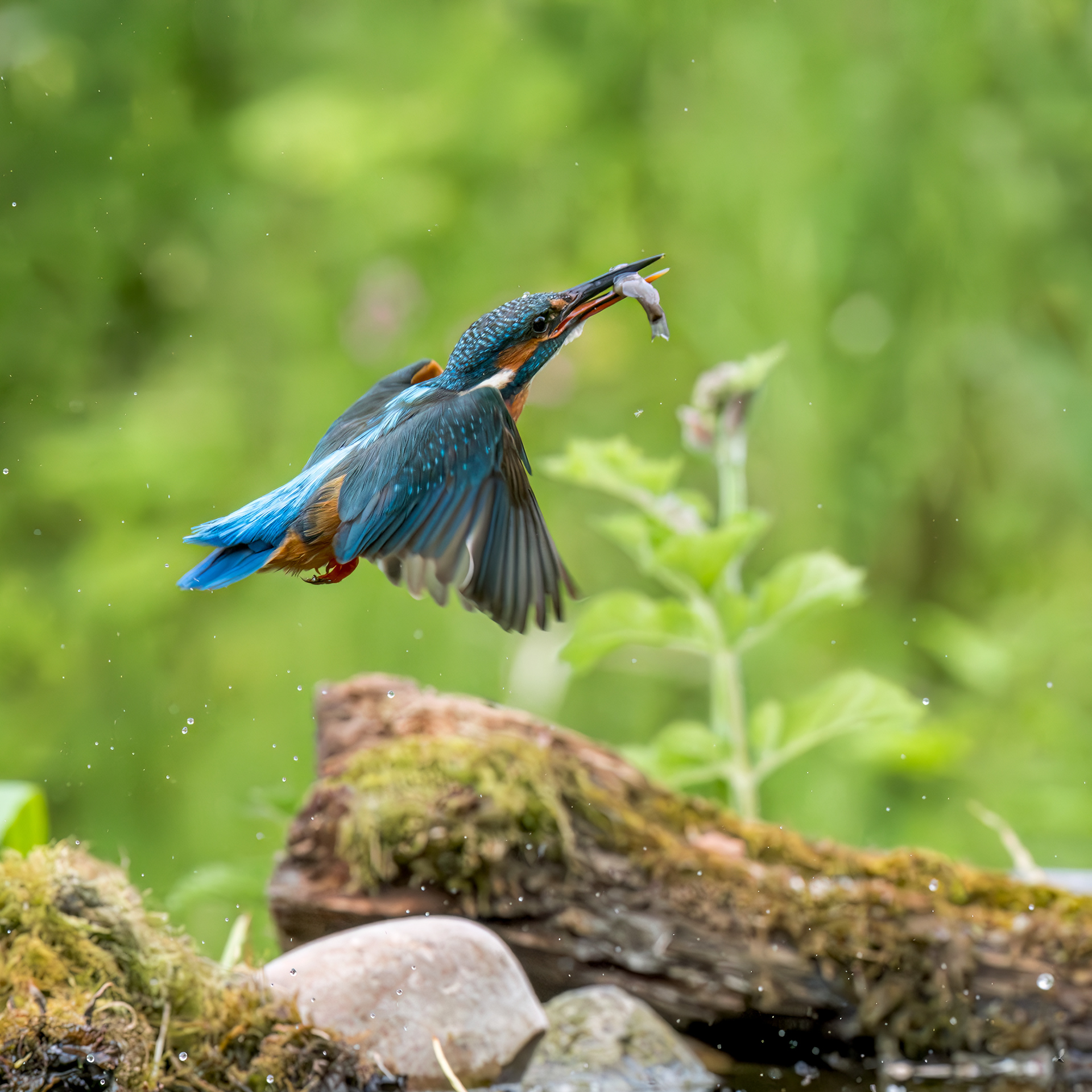 Common Kingfisher