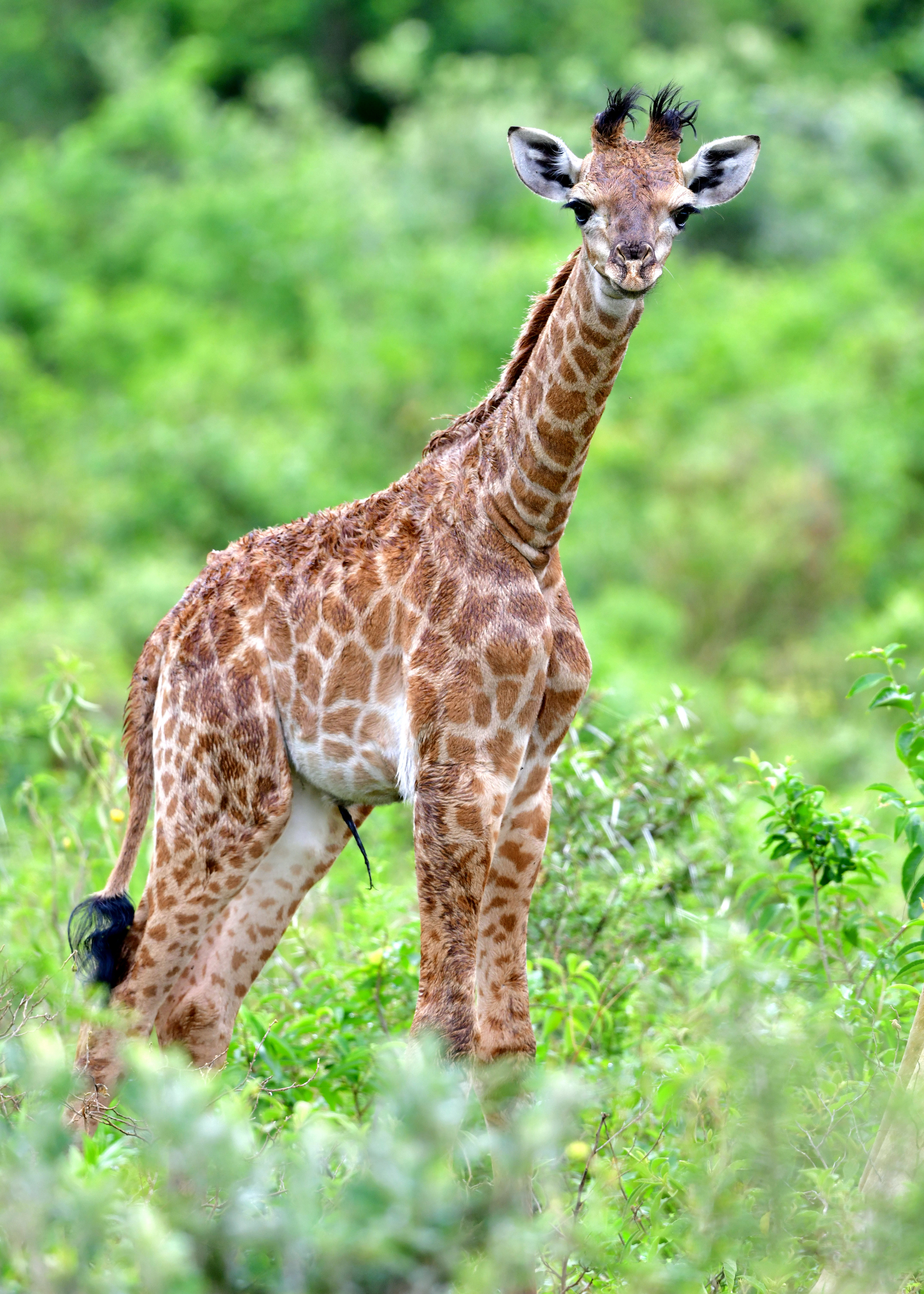 Day Old Giraffe