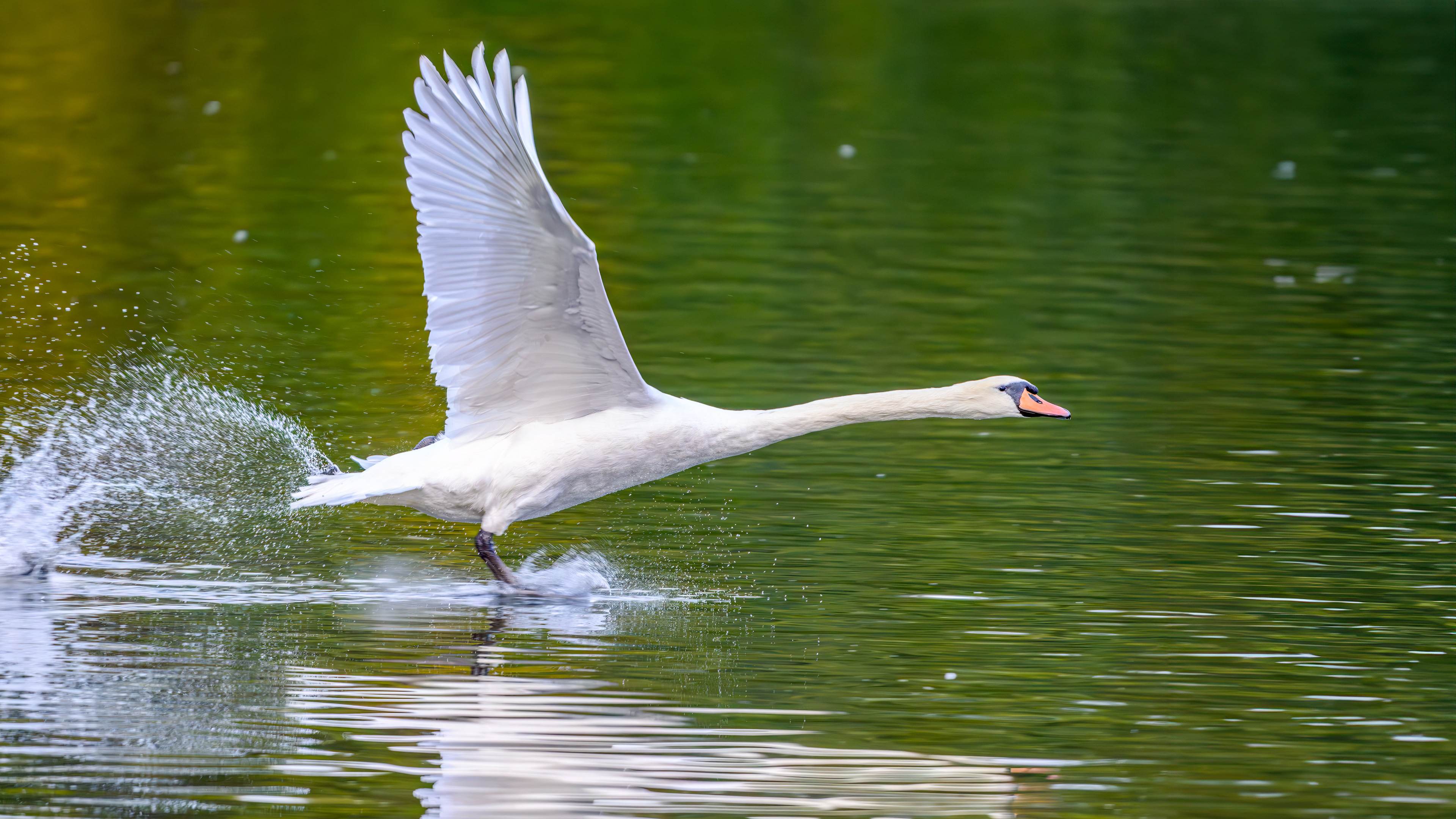 Muted Swan