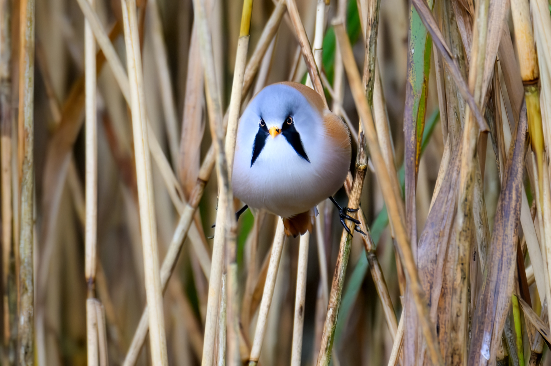 Bearded Tit