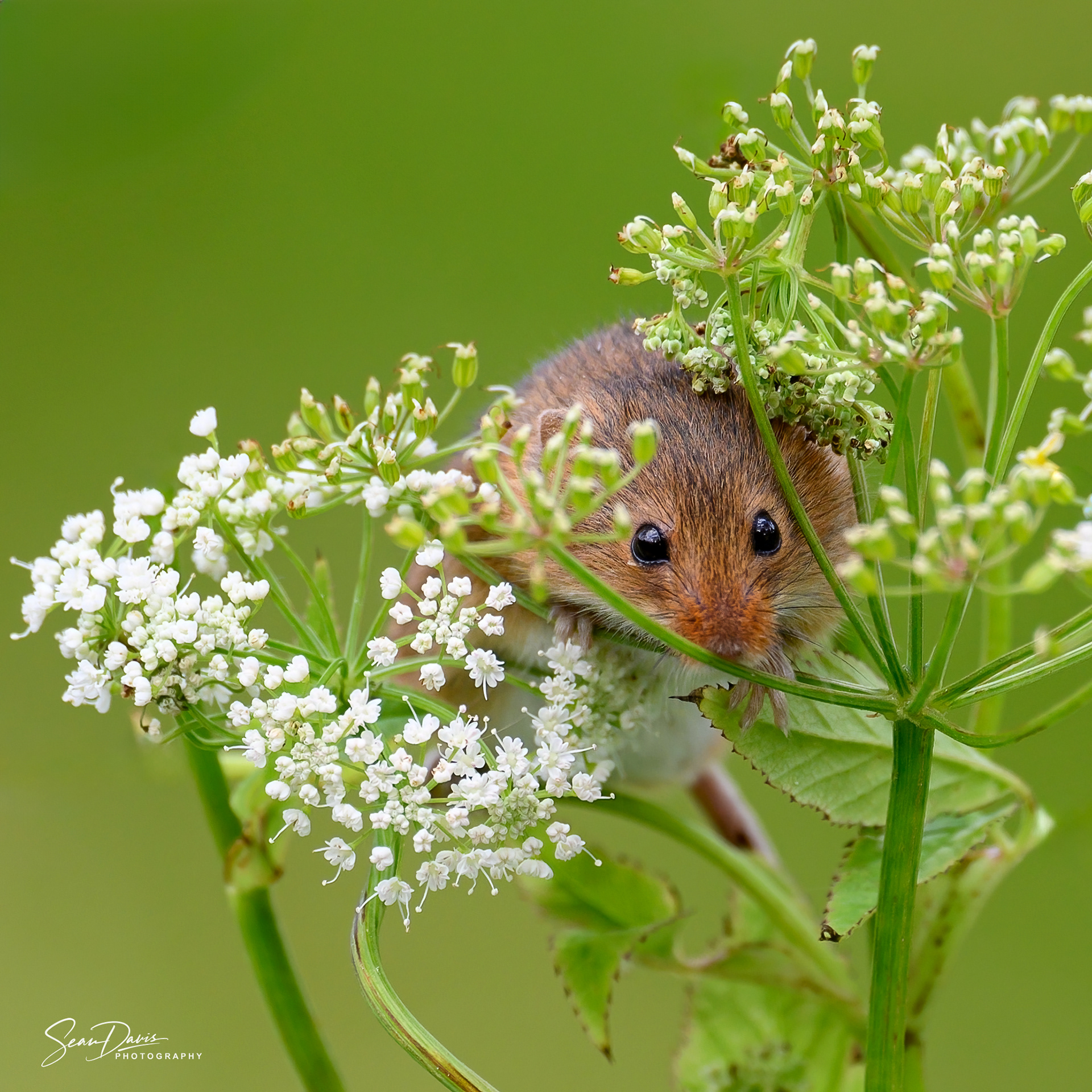Harvest Mouse