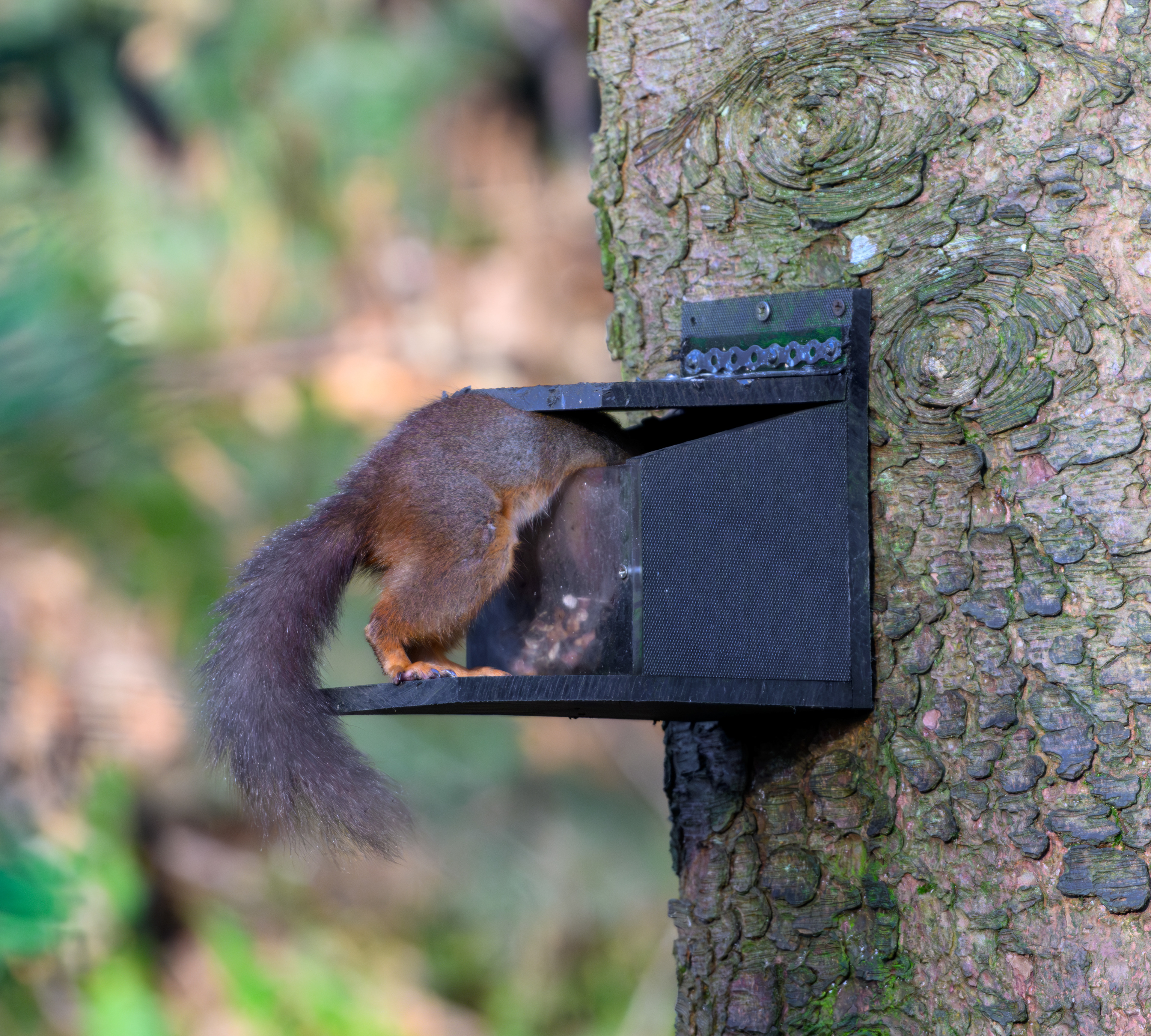 Red Squirrel