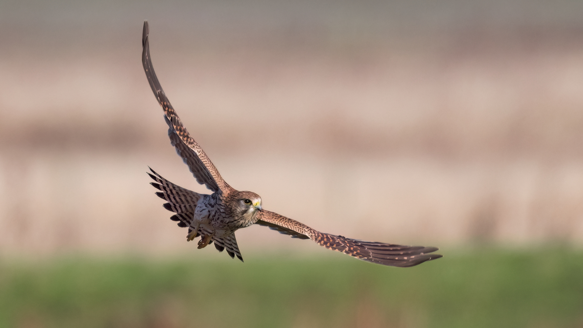 Kestrel
