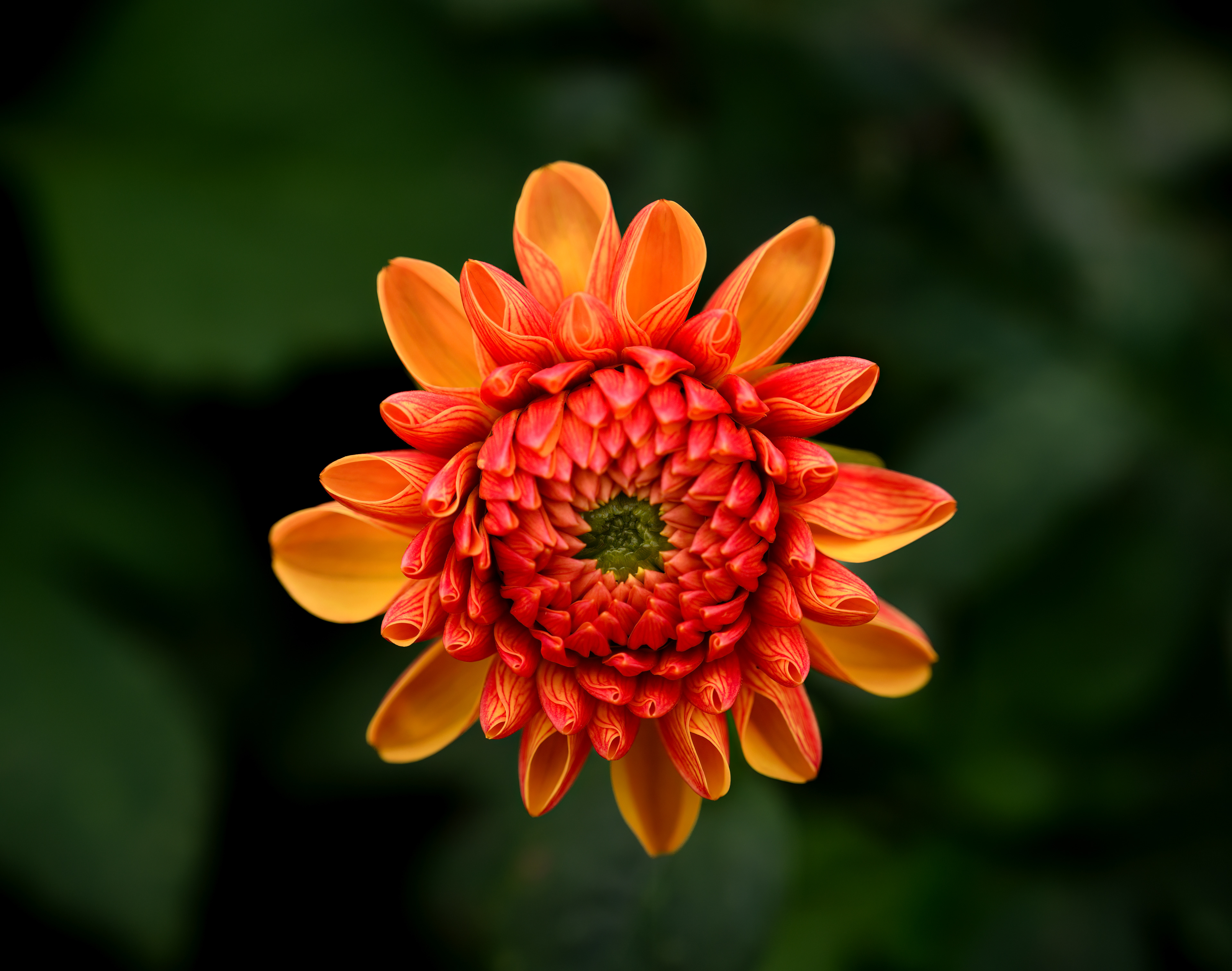 Dahlia