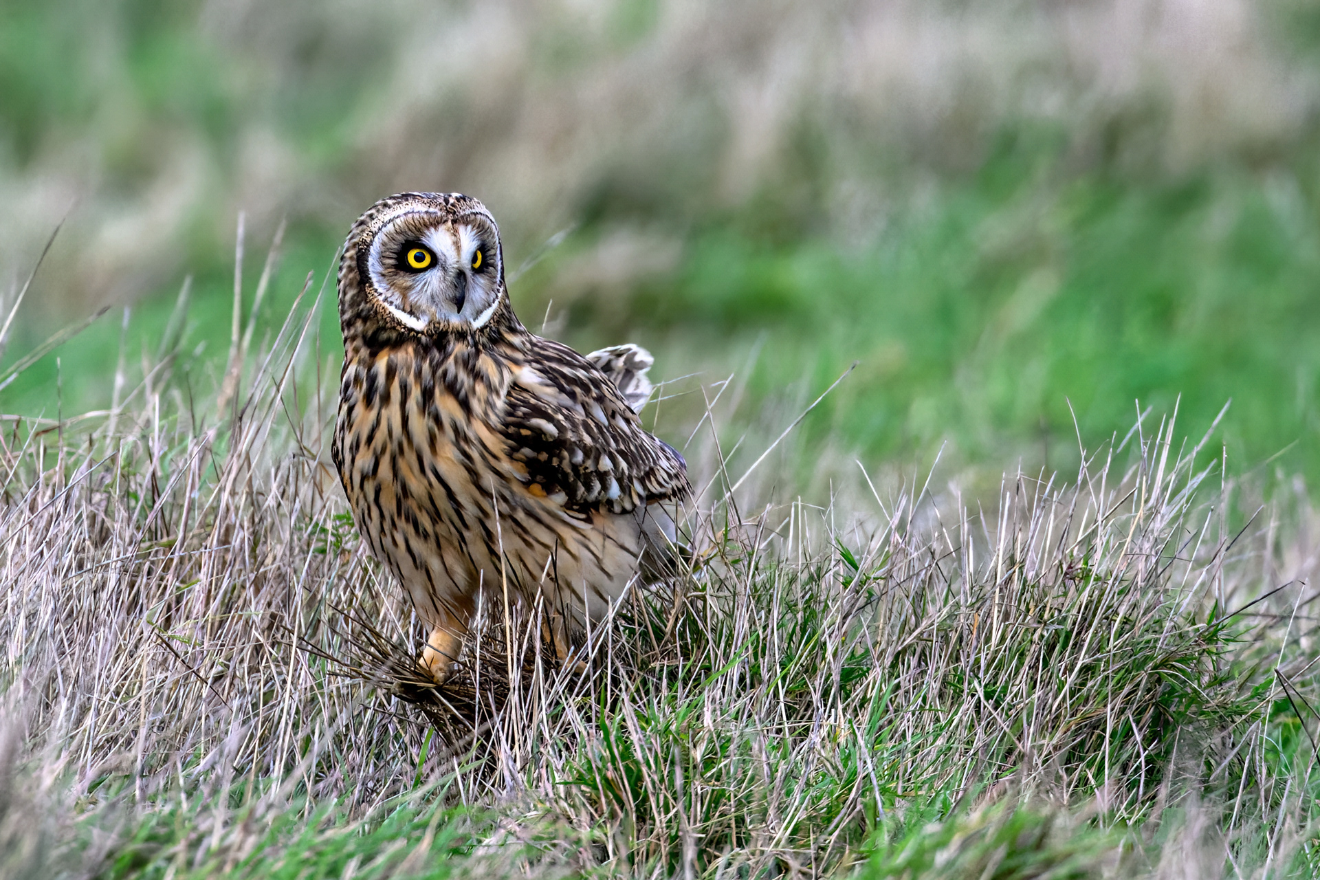 Short Eared Owl