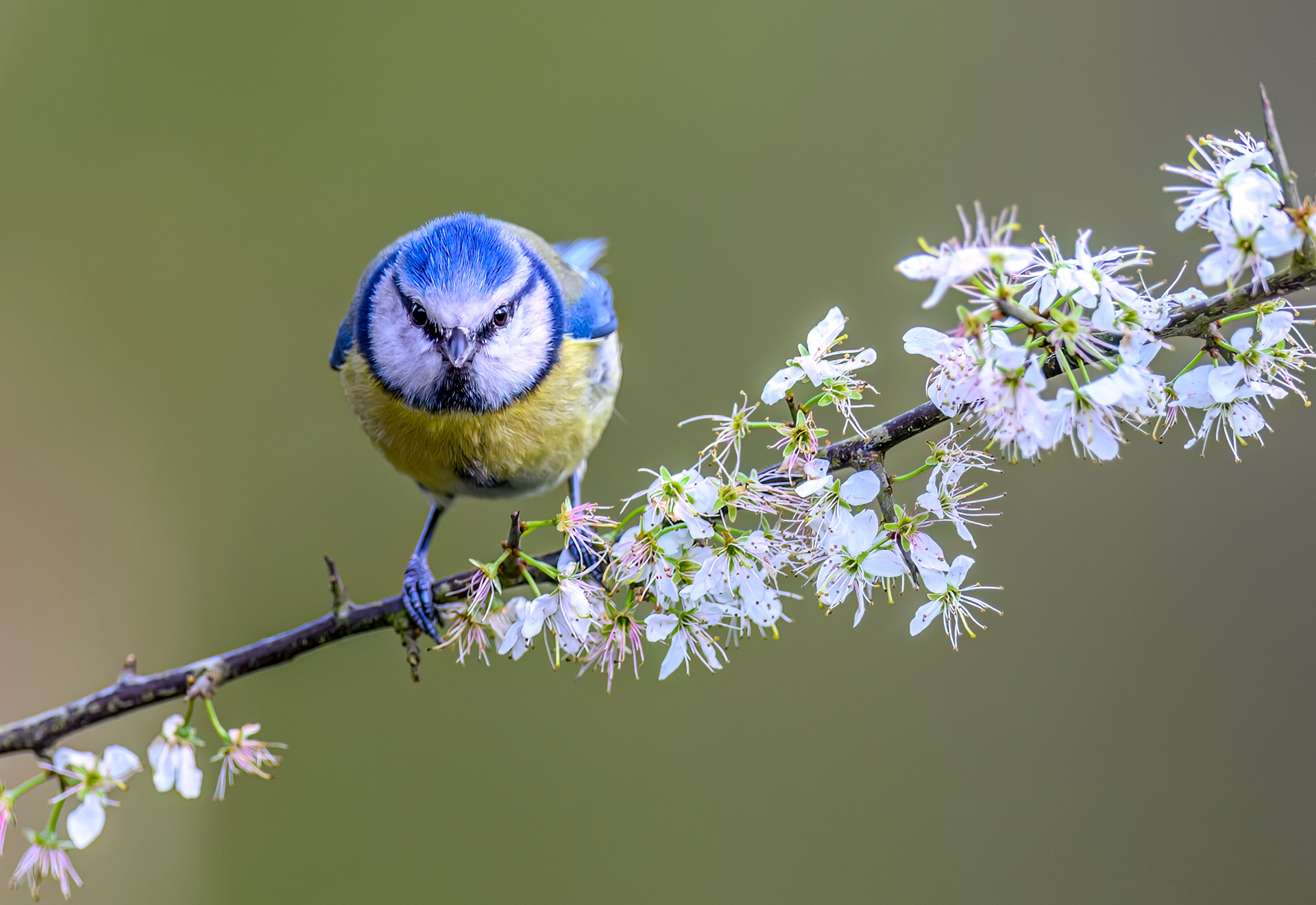 Eurasian Blue Tit