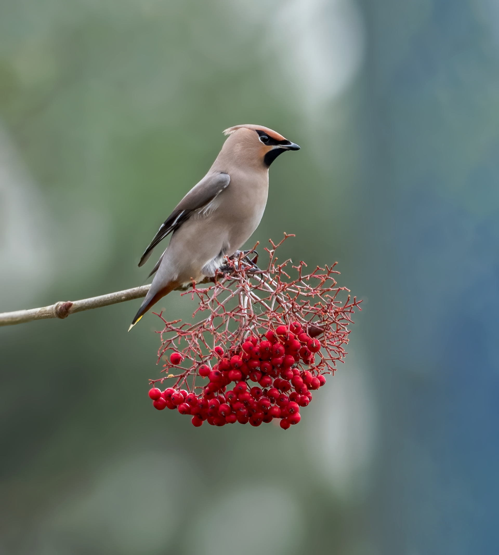 Waxwing