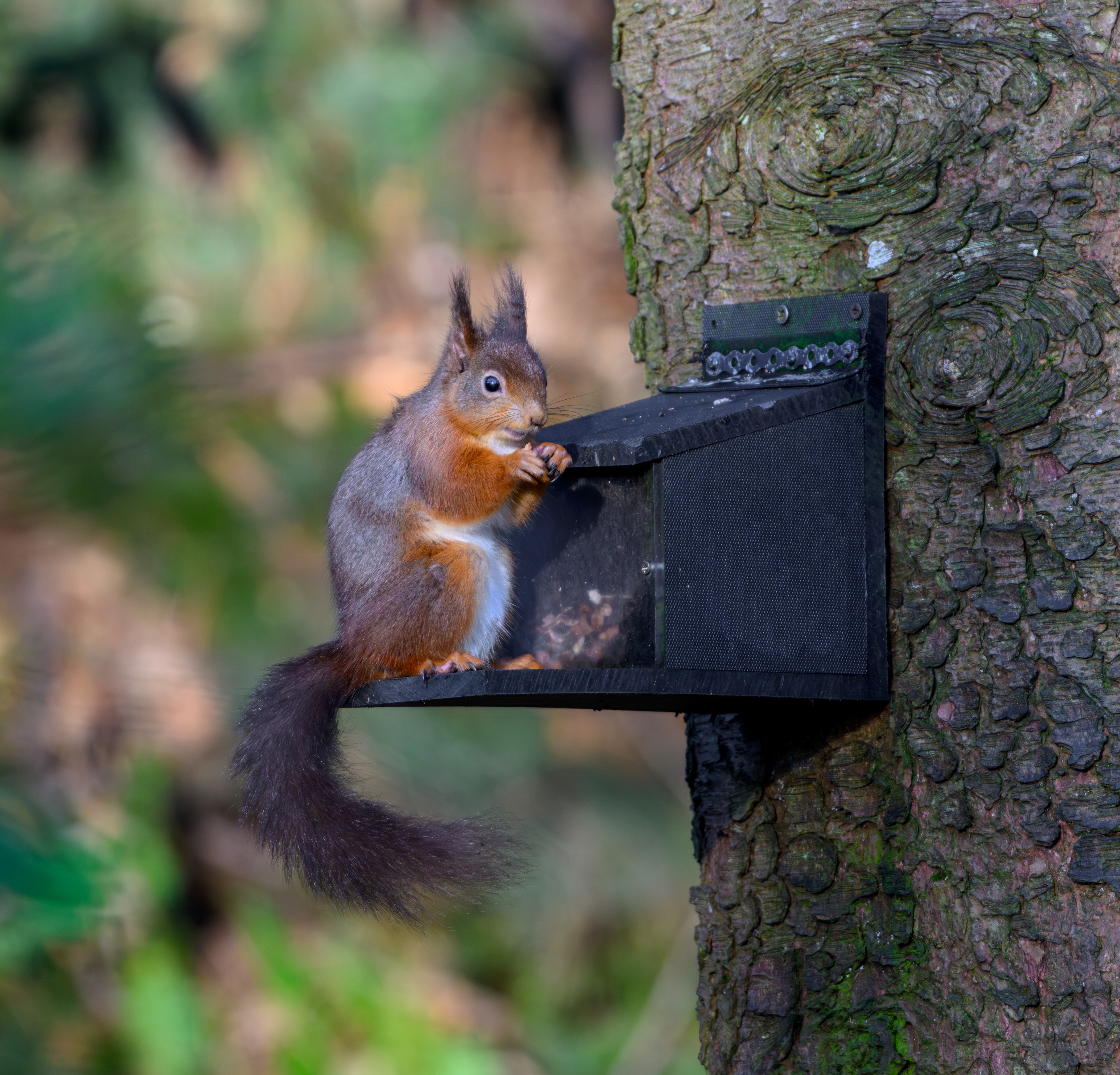 Red Squirrel