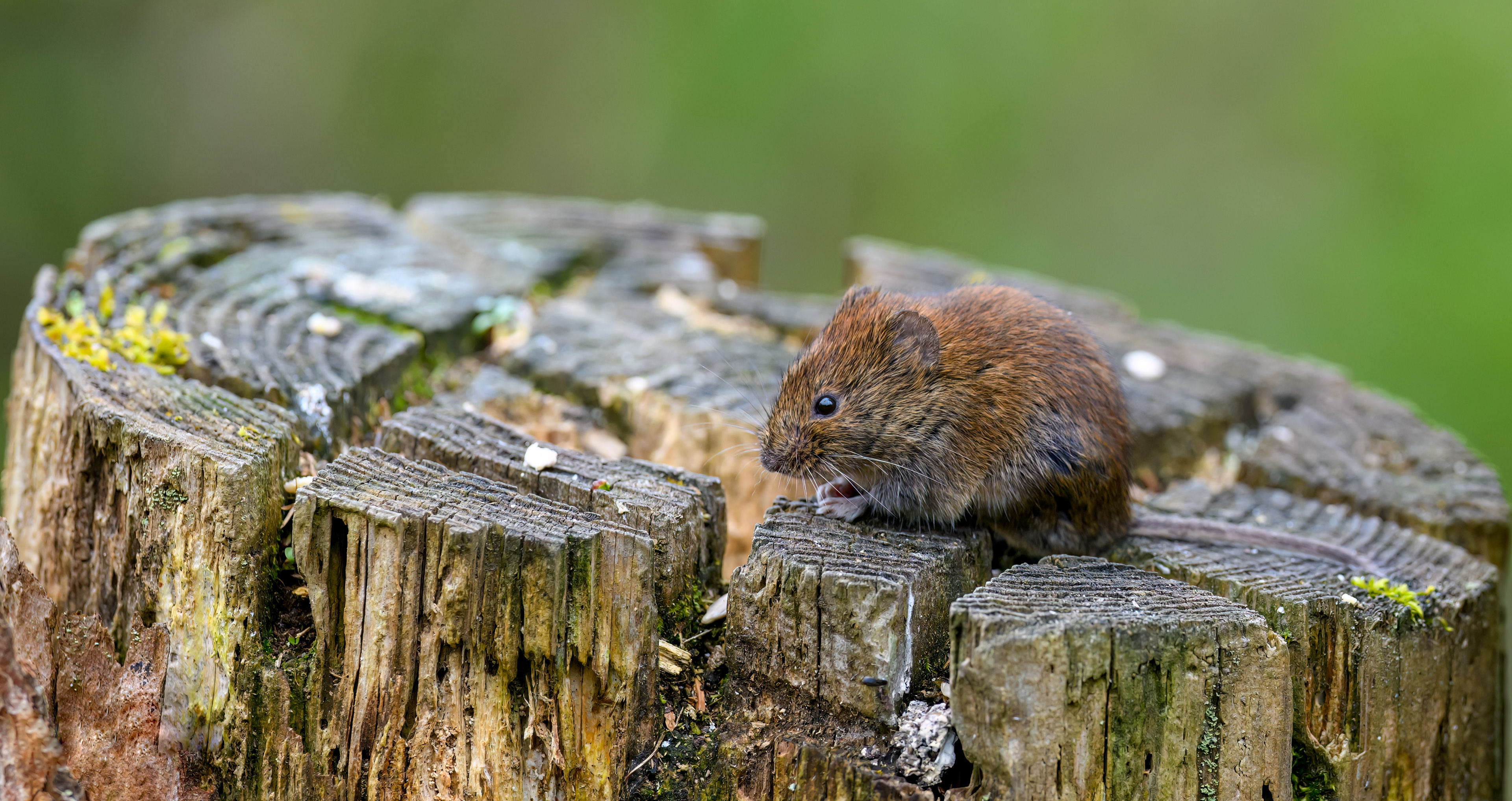 Vole