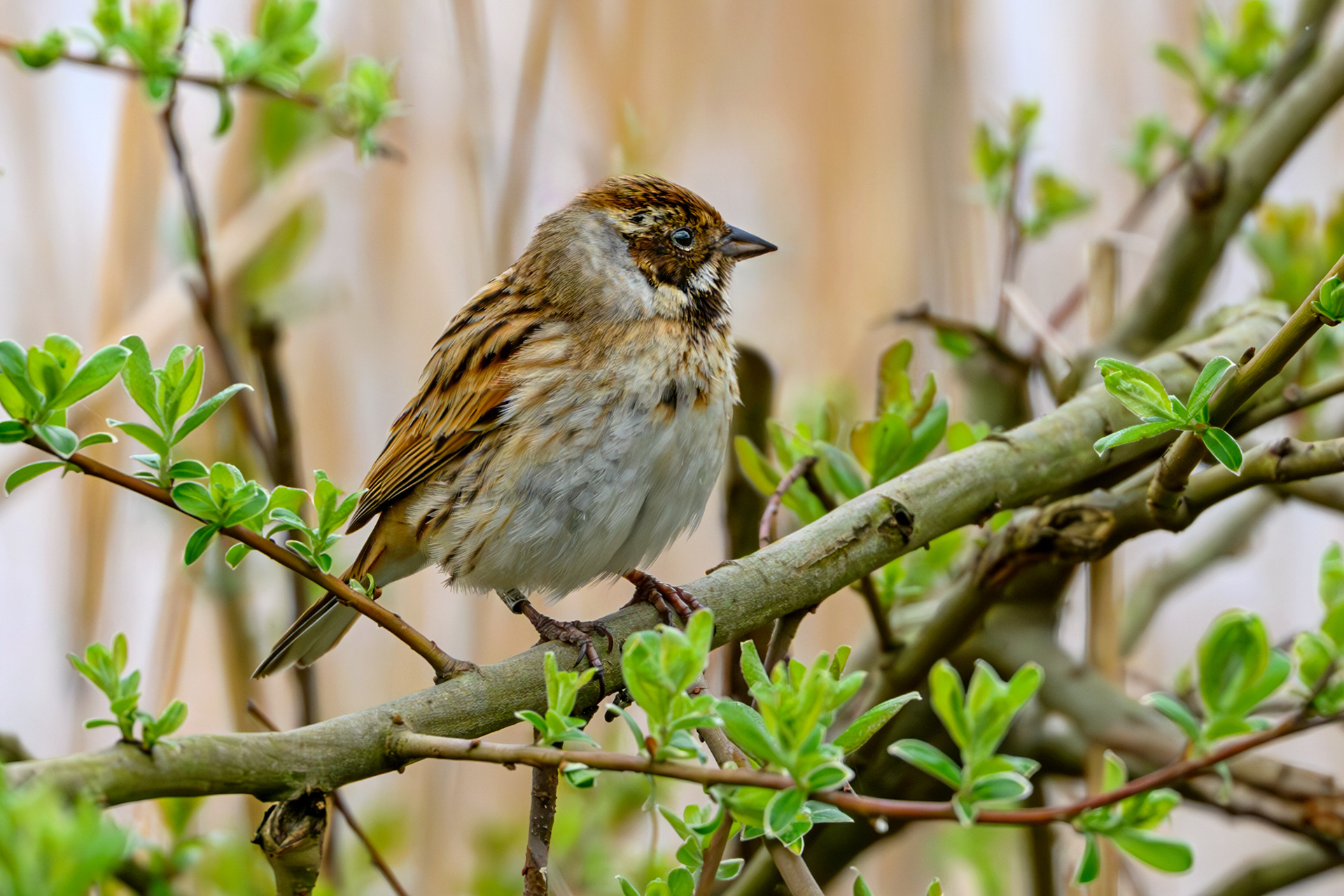 Reed Bunting
