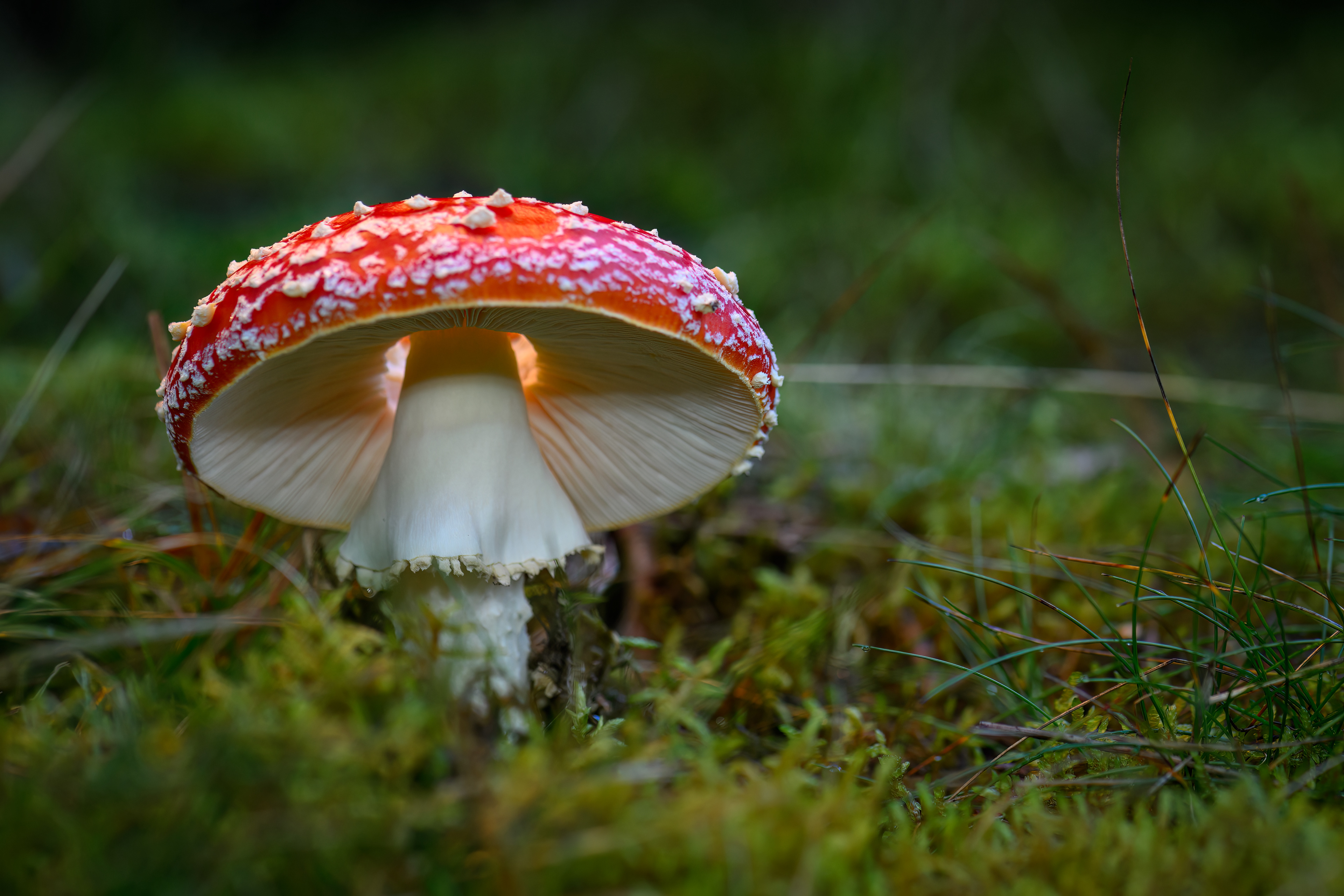 Fly Agaric