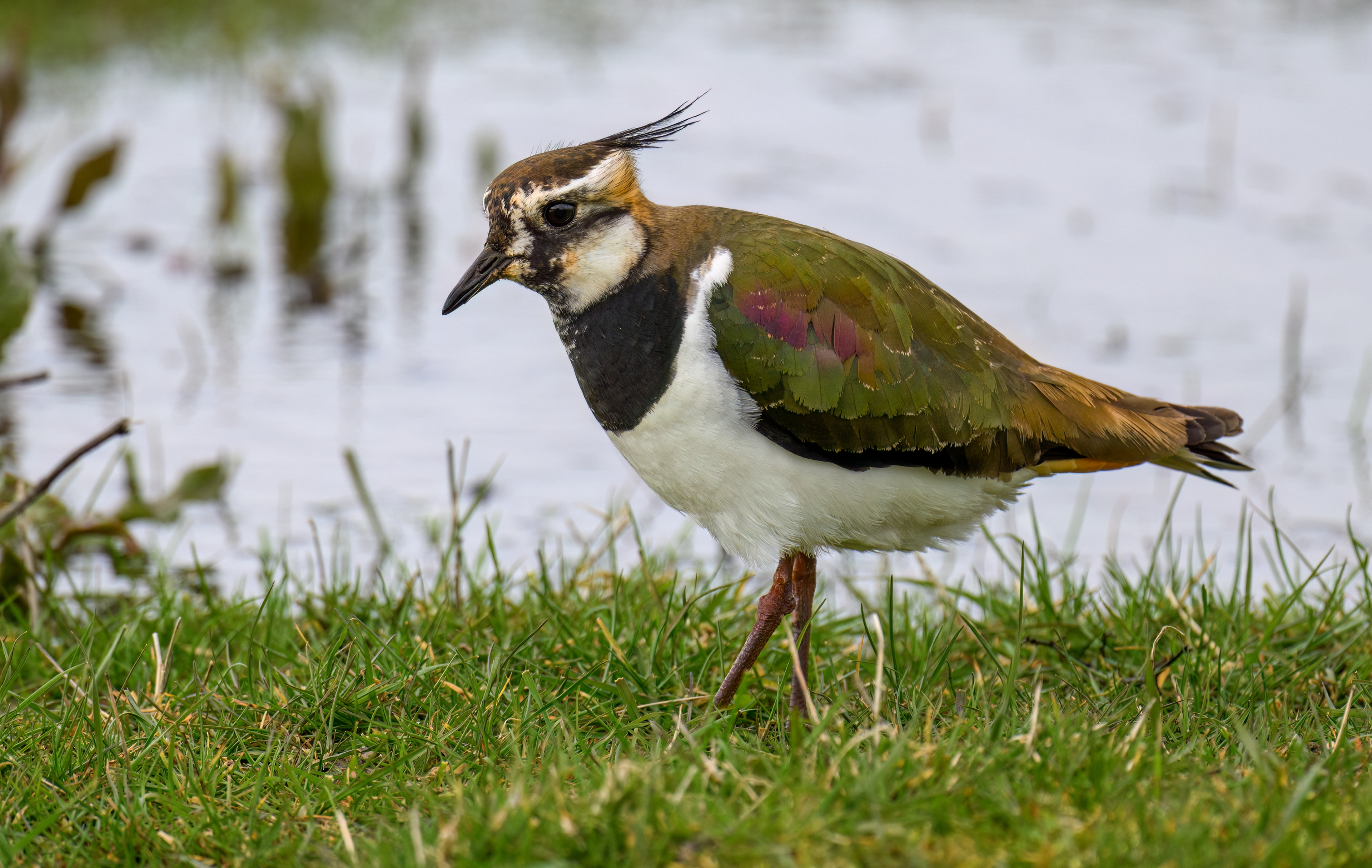 Lapwing