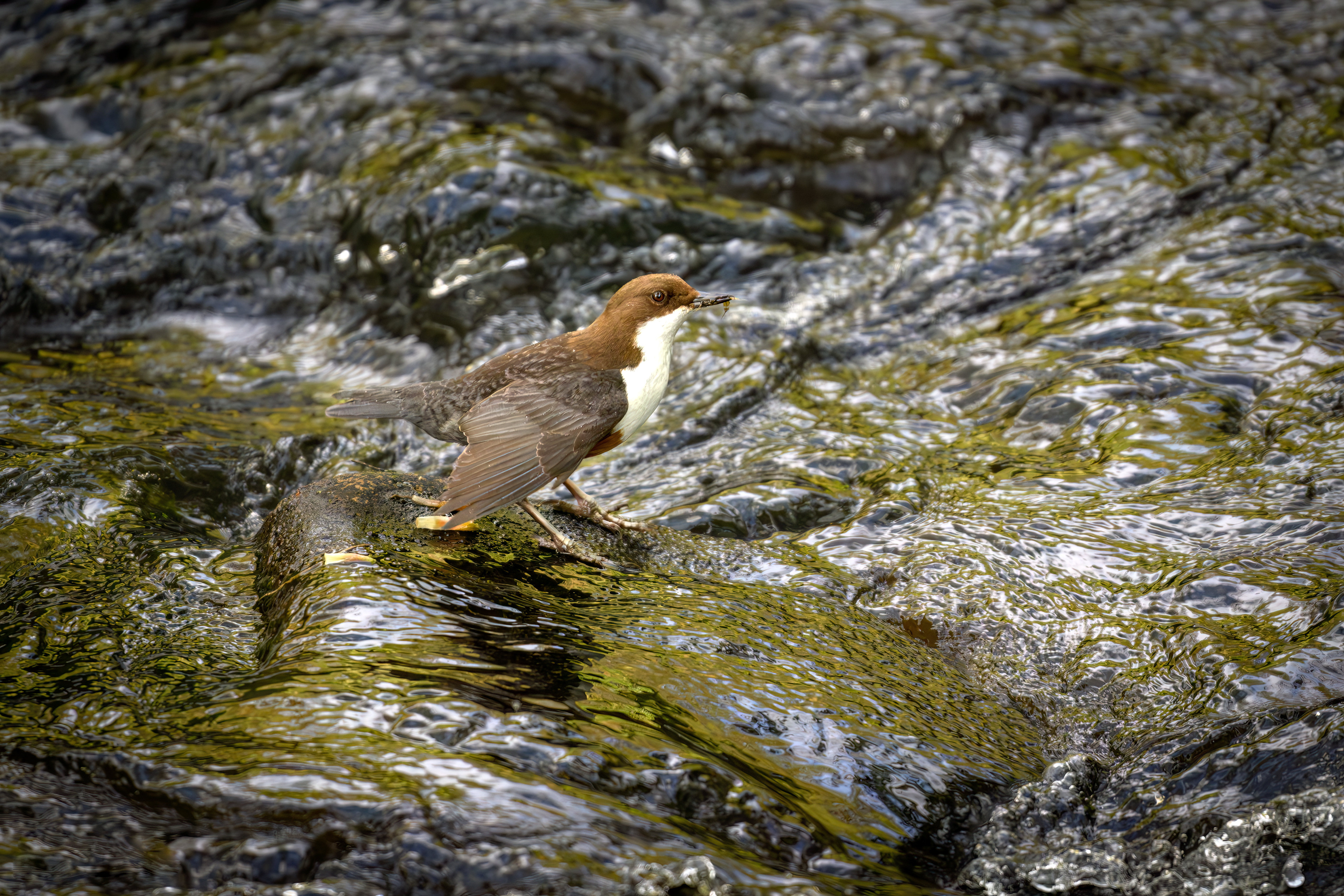 Adult Dipper
