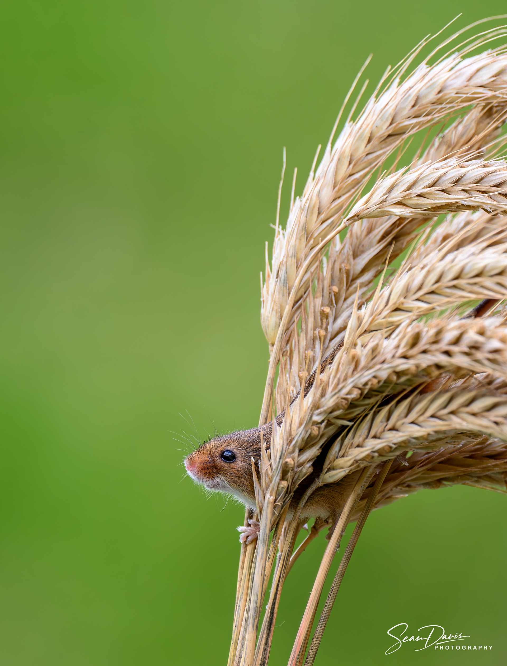 Harvest Mouse