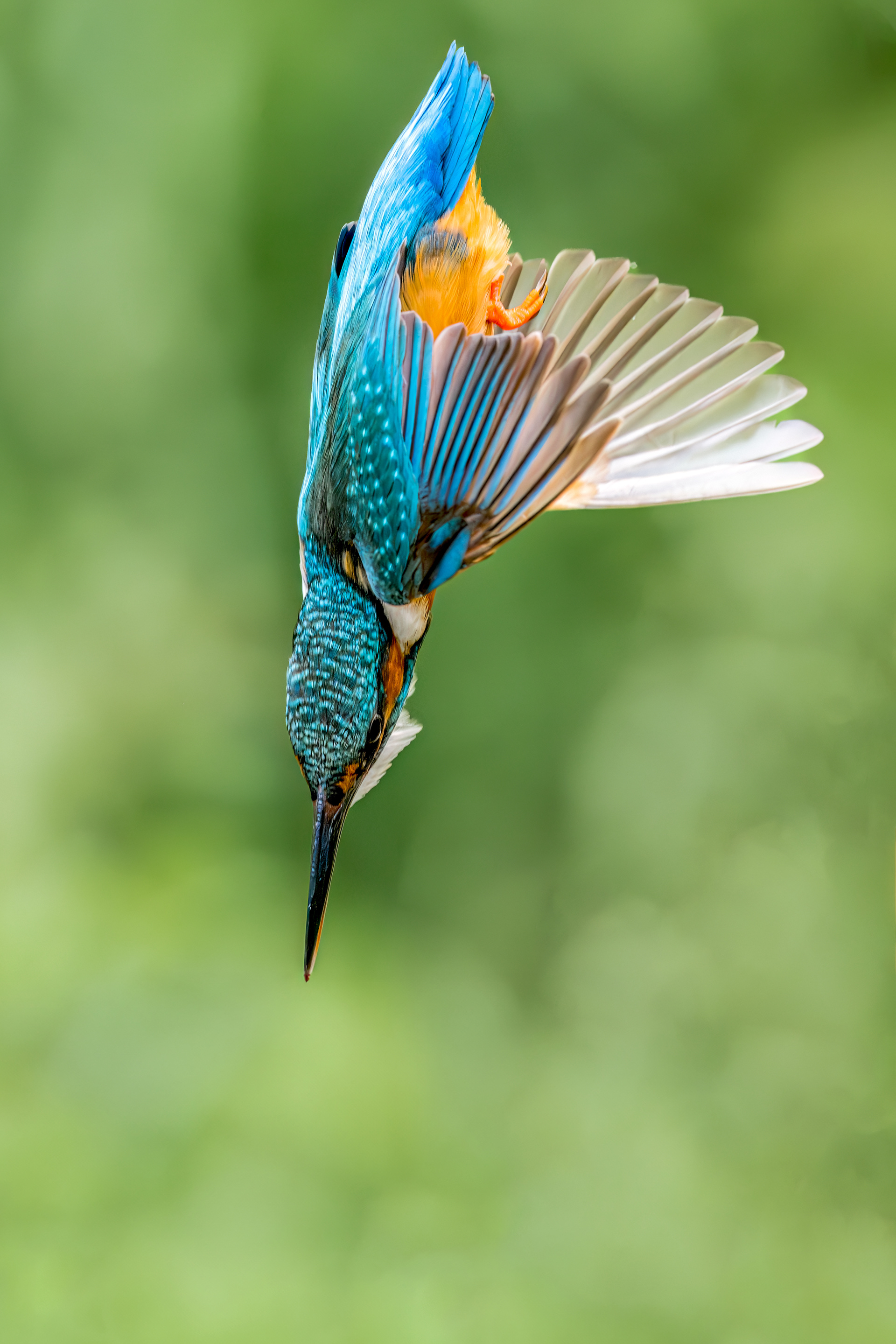 Common Kingfisher