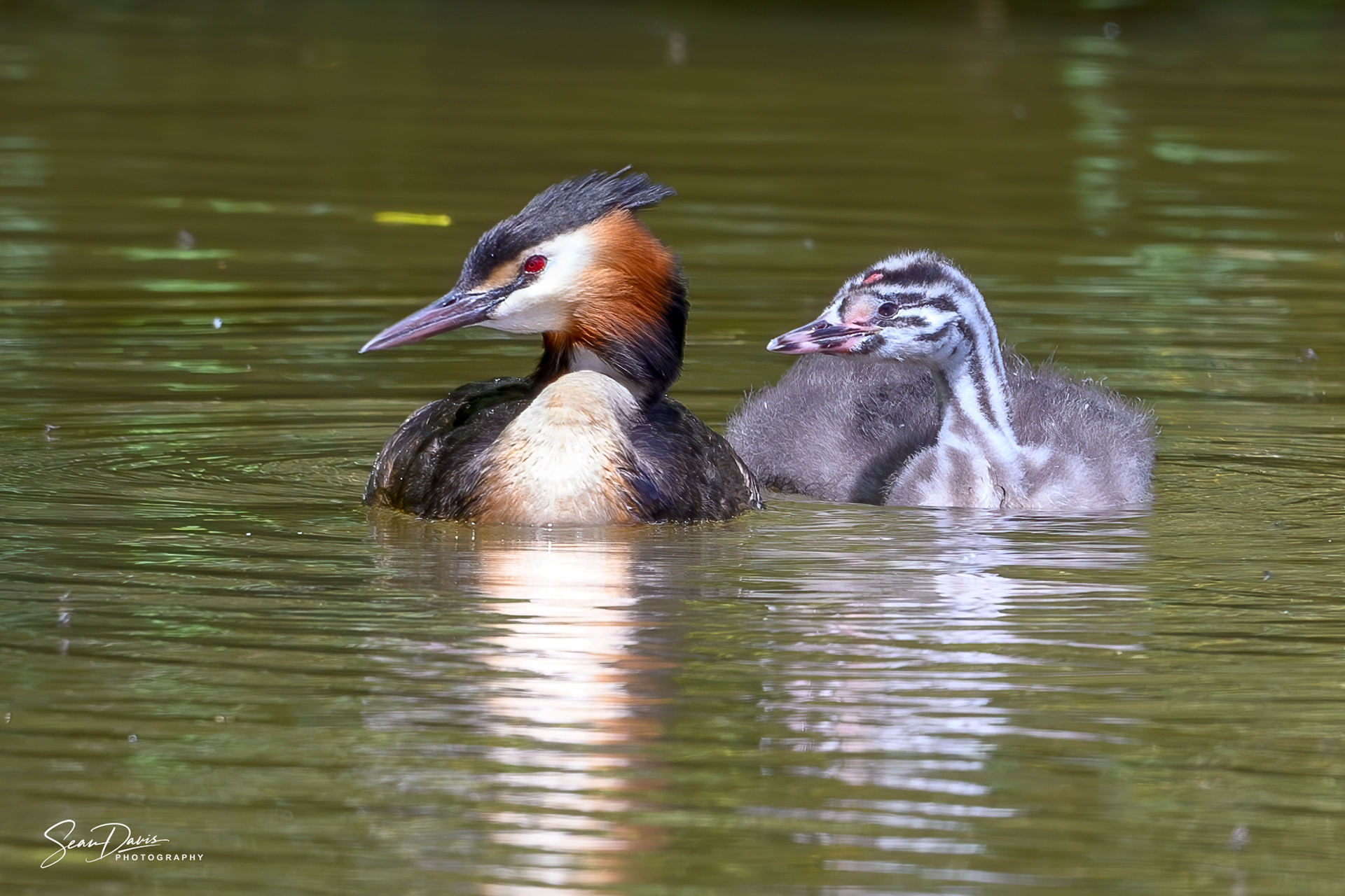 Great crested Grebe