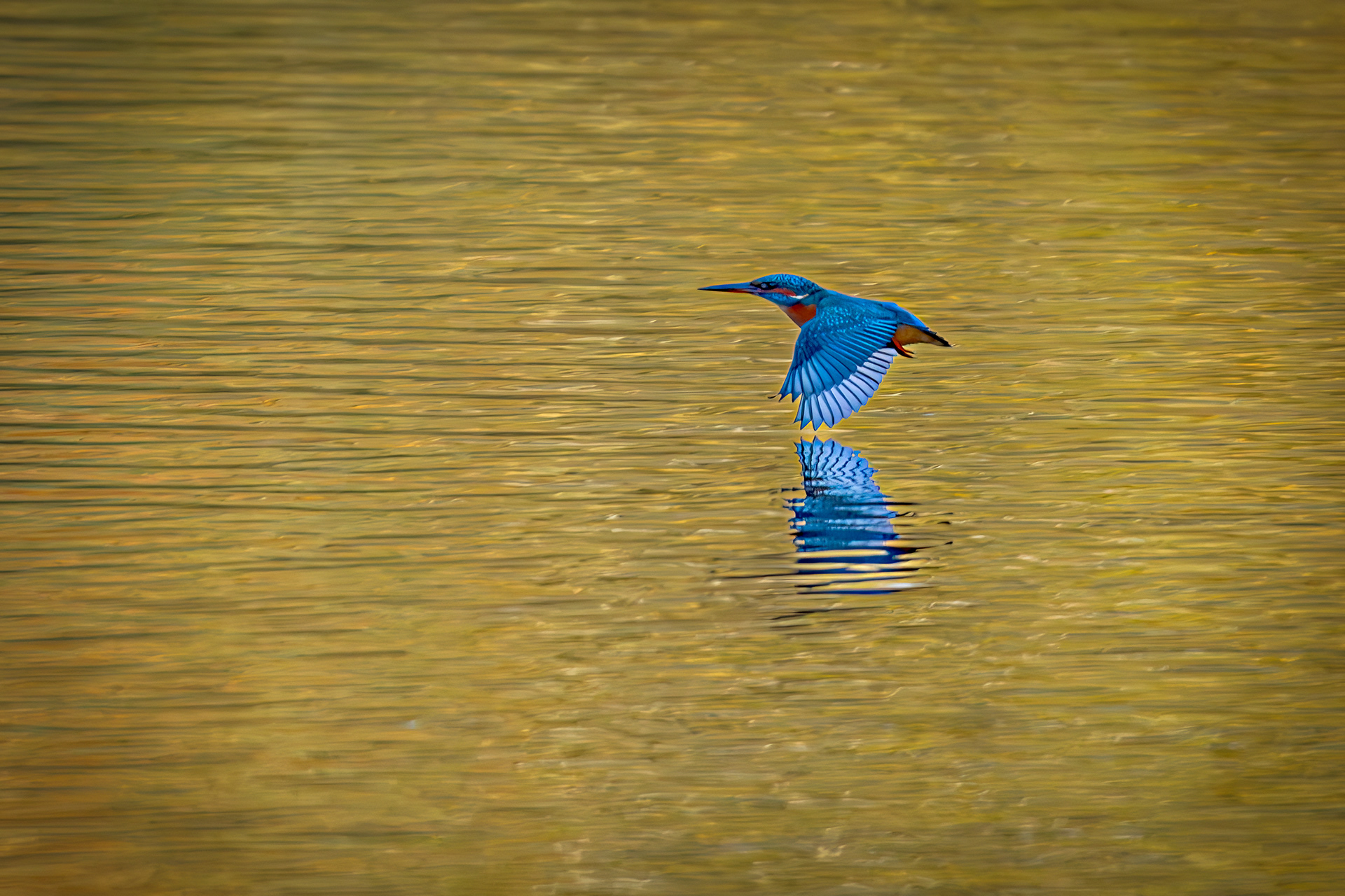 Kingfisher in the Autumn