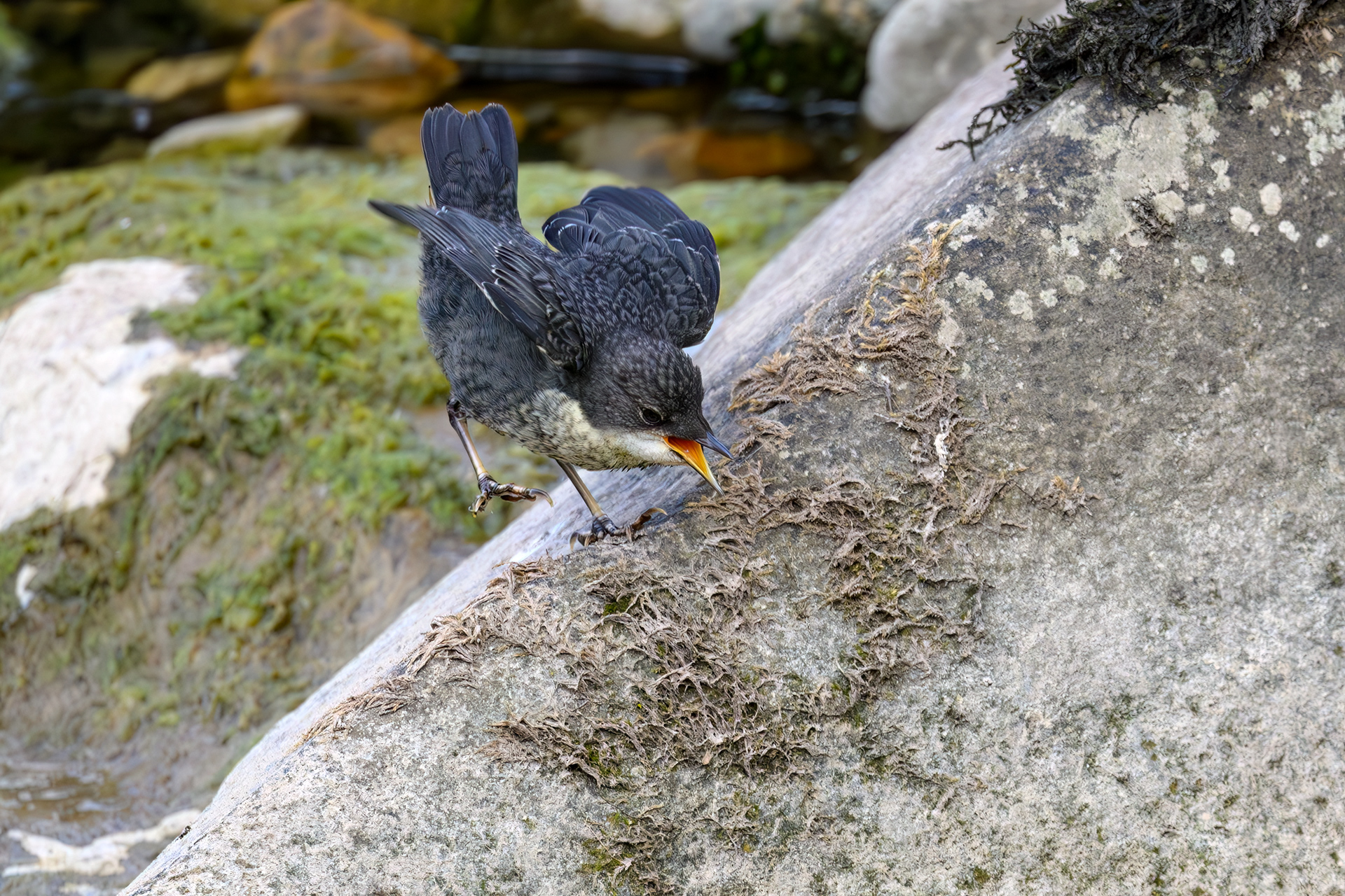 Juvenille White Throated Dipper