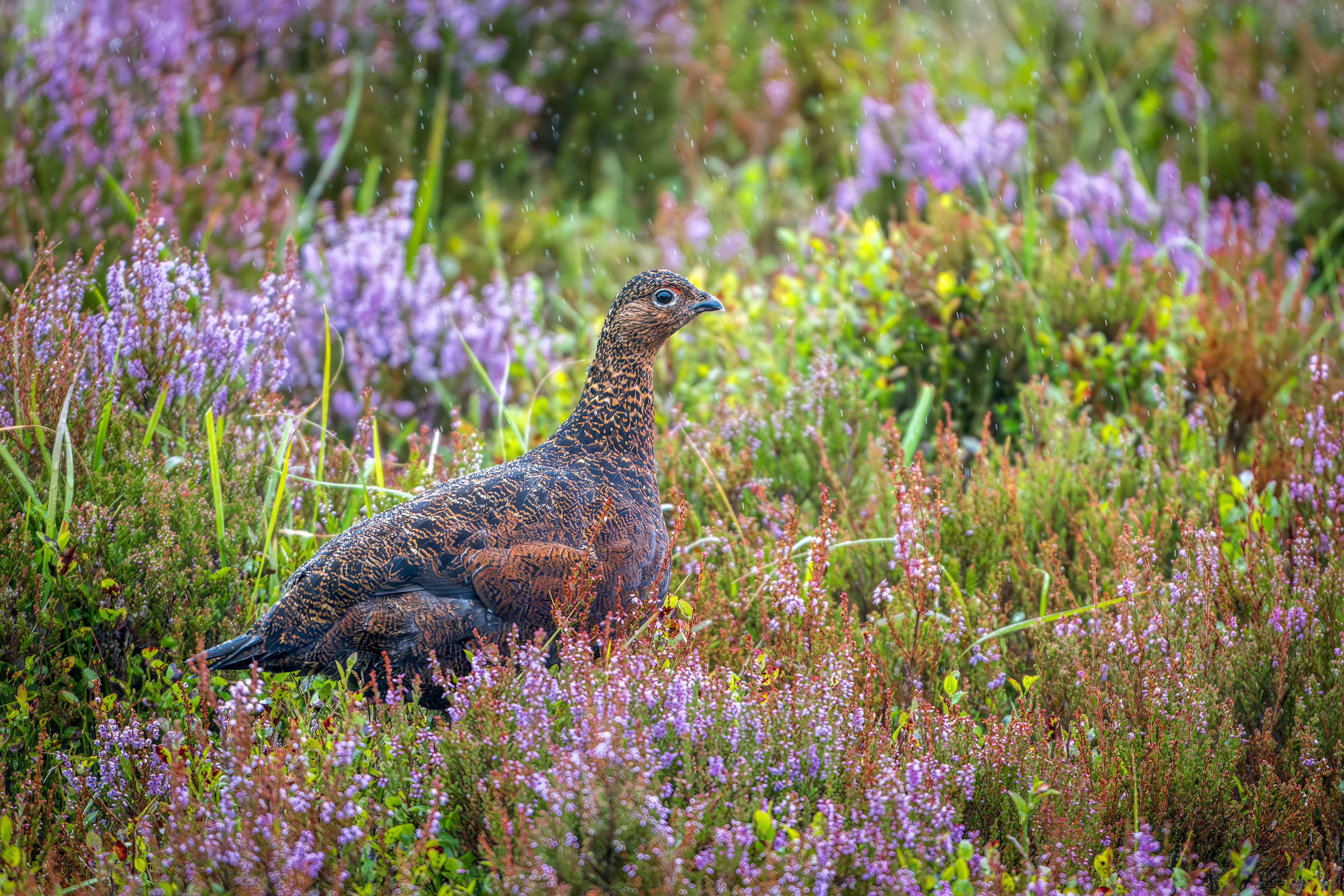 Red Grouse in the Heather