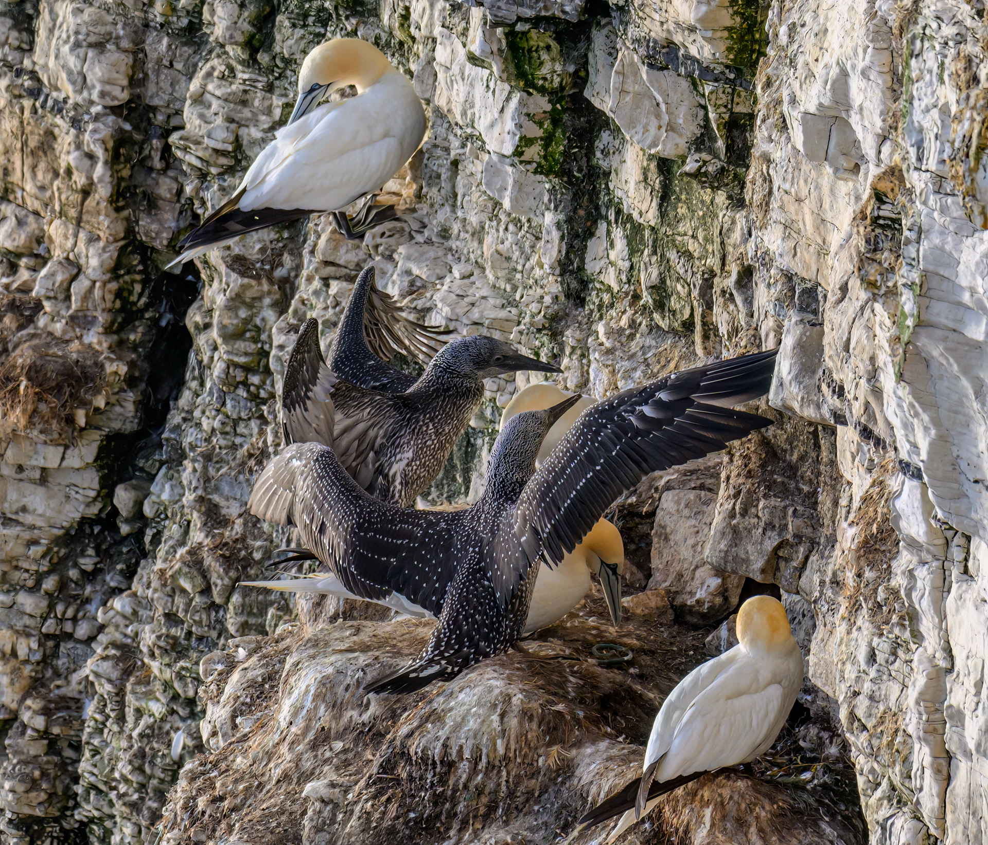 Northern Gannets with Junveniles