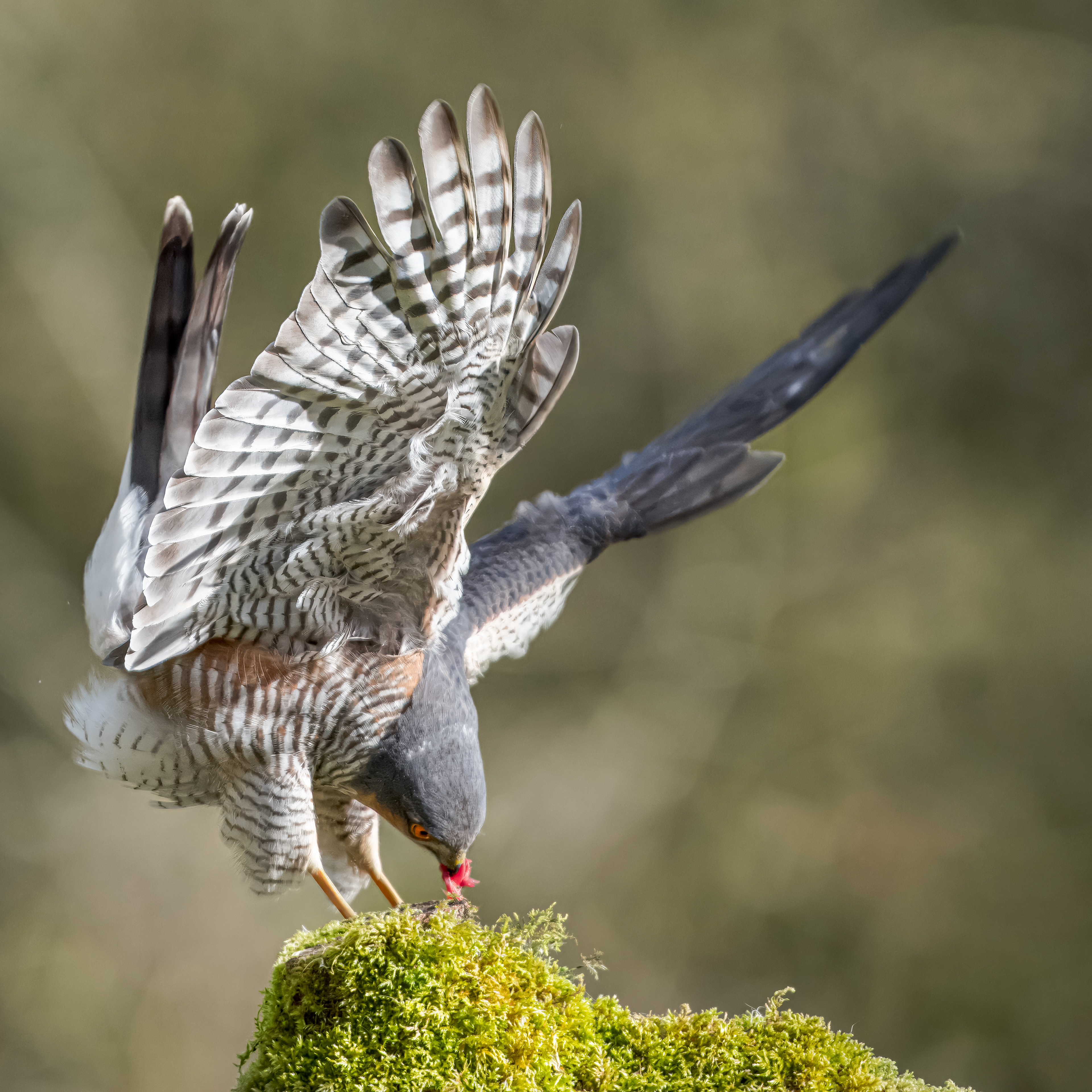 Sparrow Hawk
