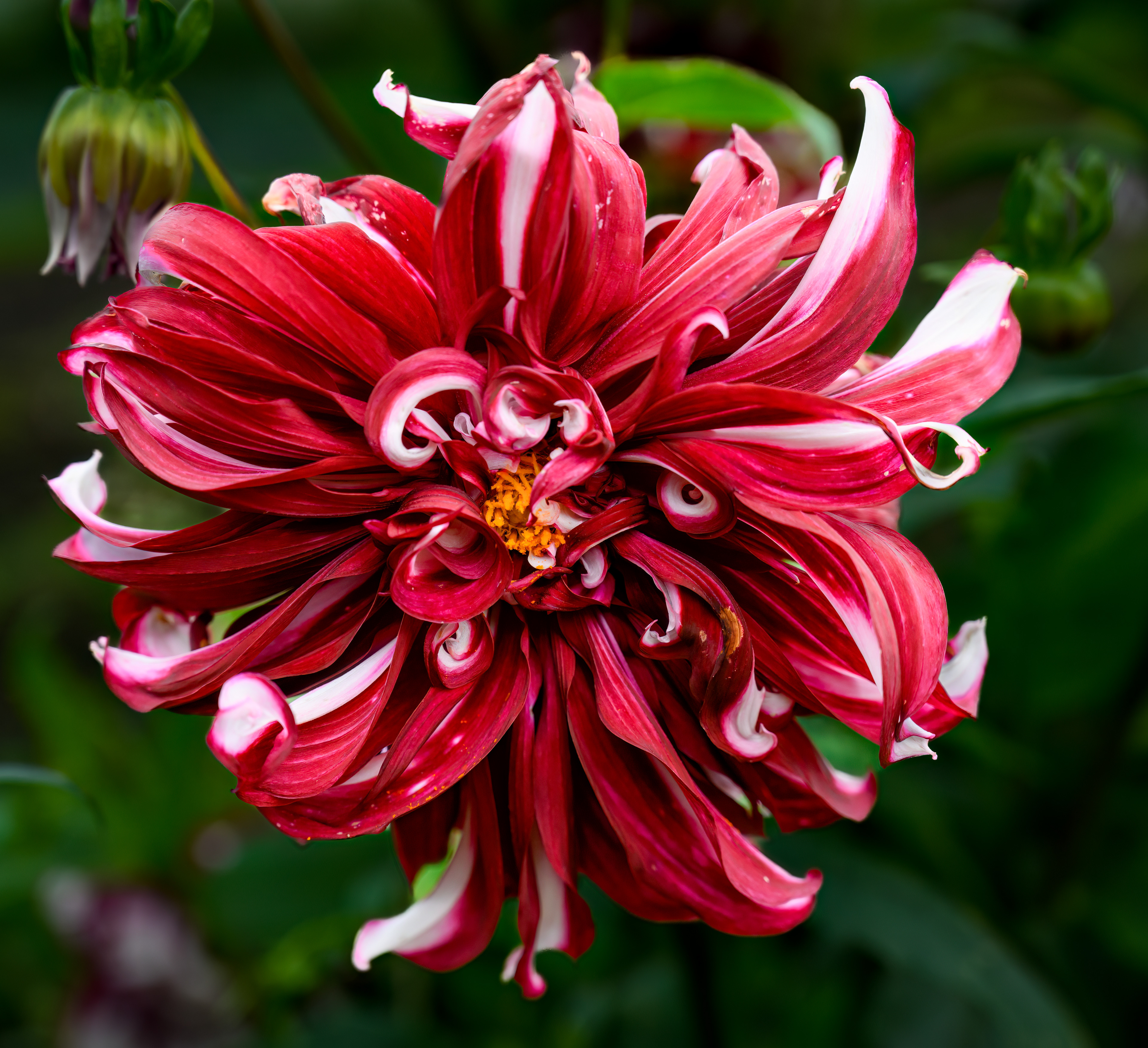 Dahlia