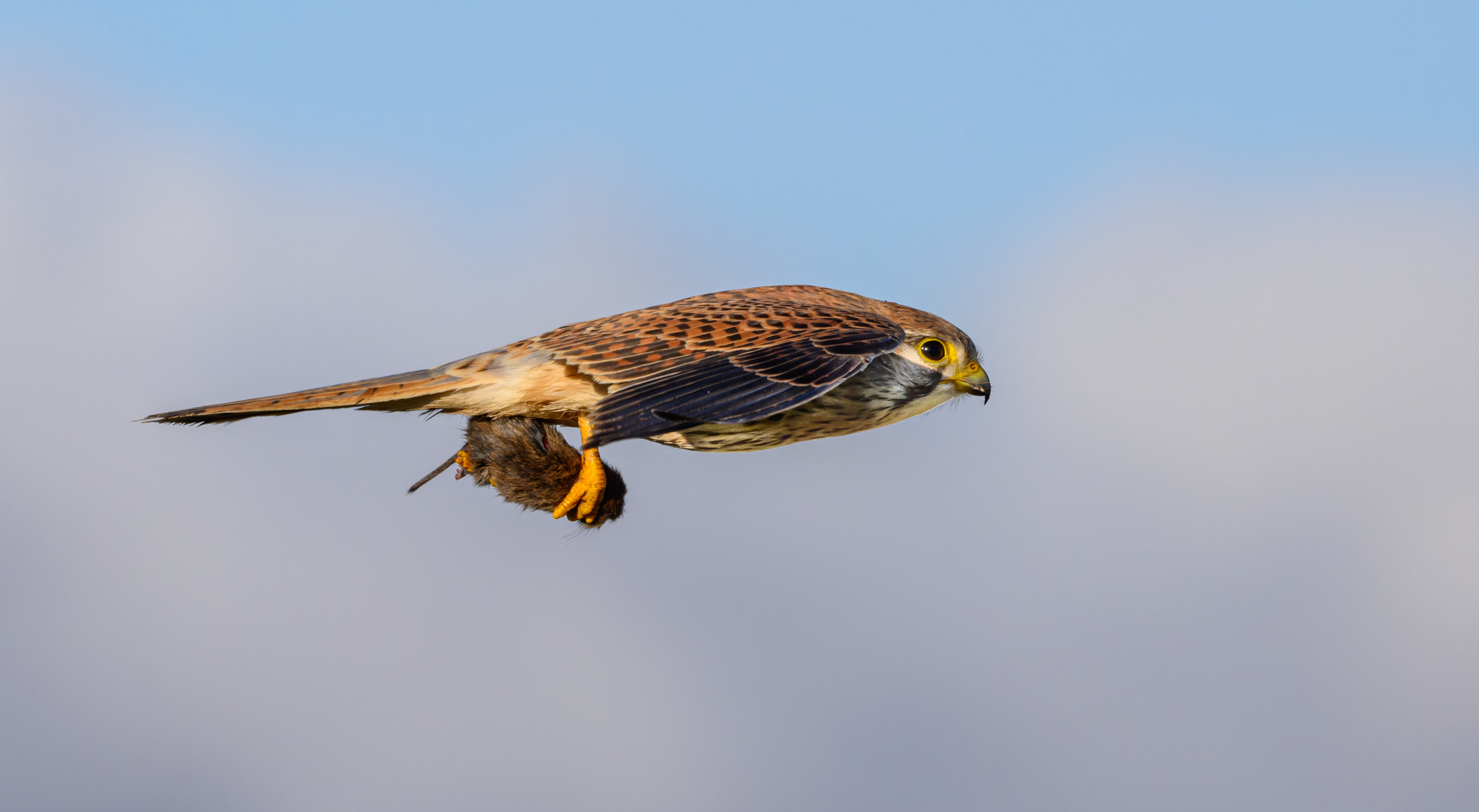 Kestrel