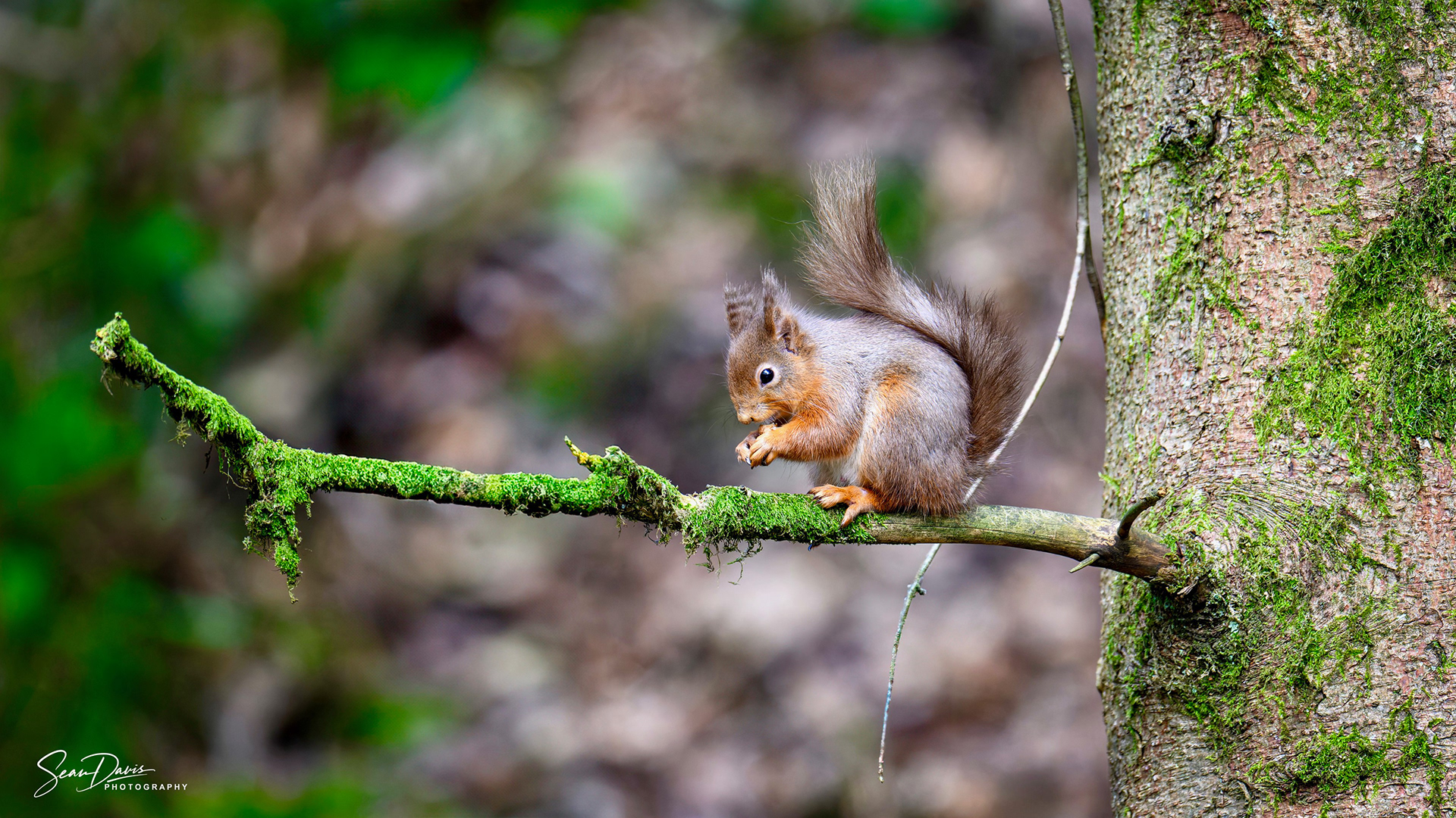 Red Squirrel