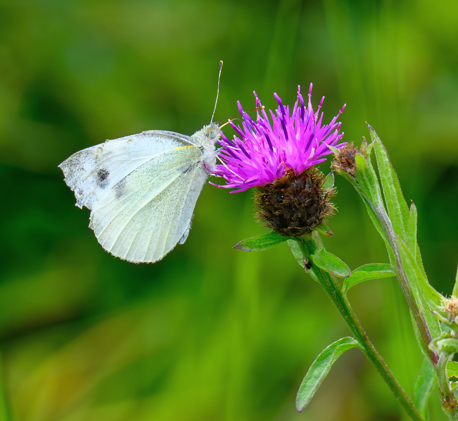 Green-veined White