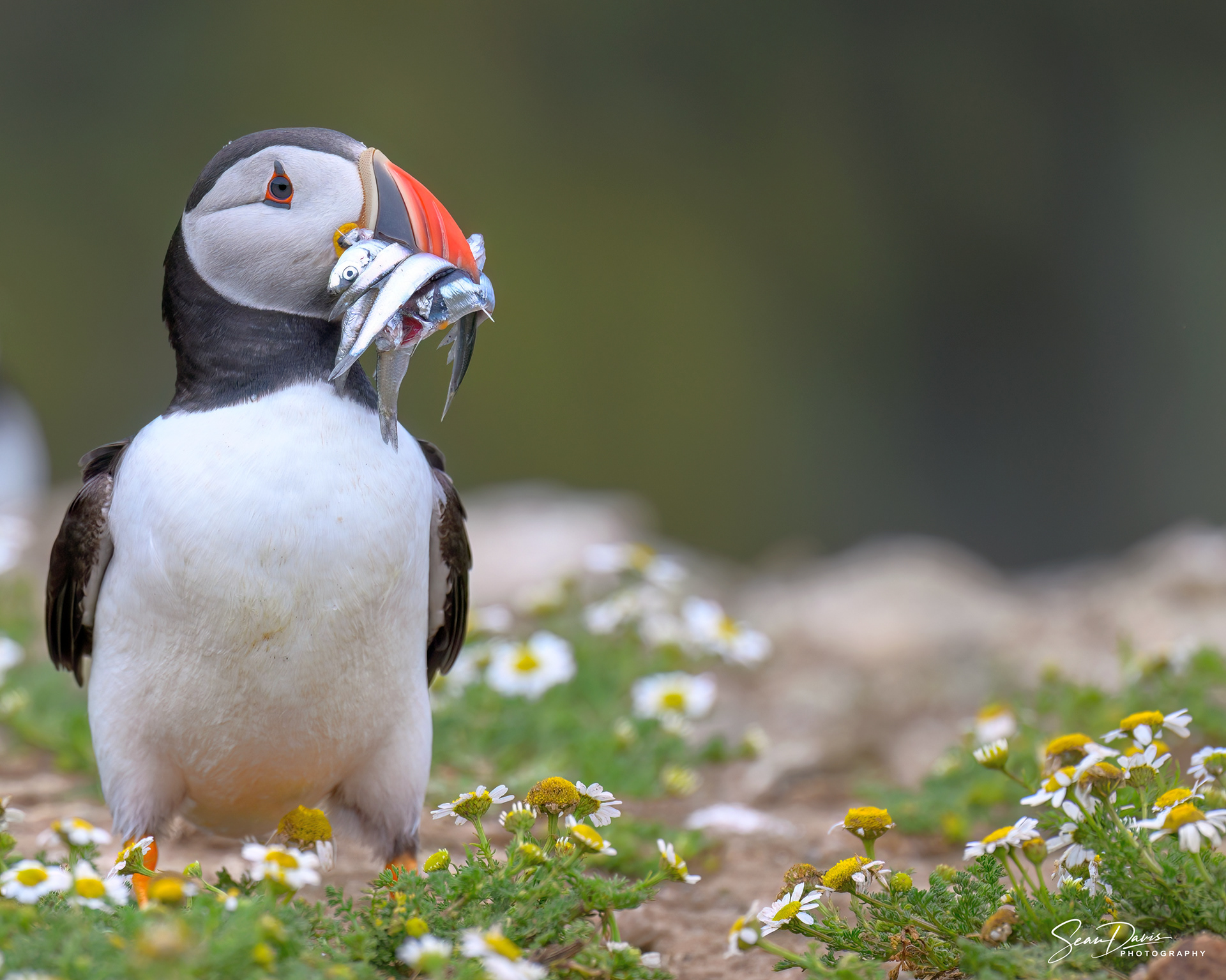 Puffin with sand eels